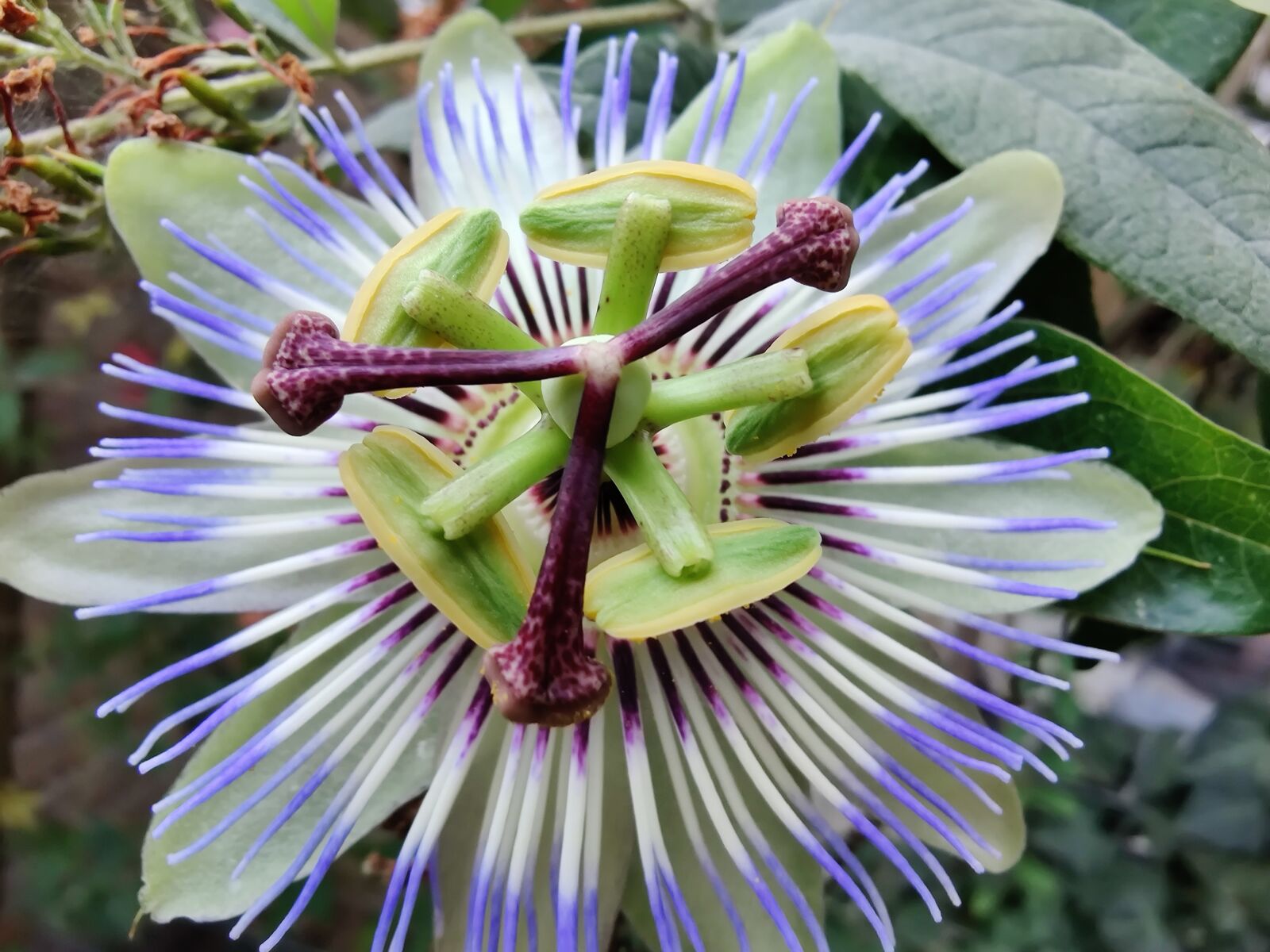 OnePlus HD1903 sample photo. Passion flower, bloom, flower photography
