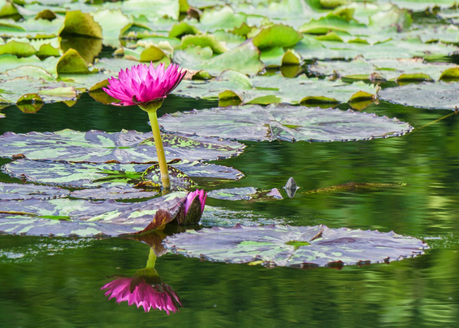 LUMIX G VARIO 100-300/F4.0-5.6II sample photo. Flowers, water lily, garden photography