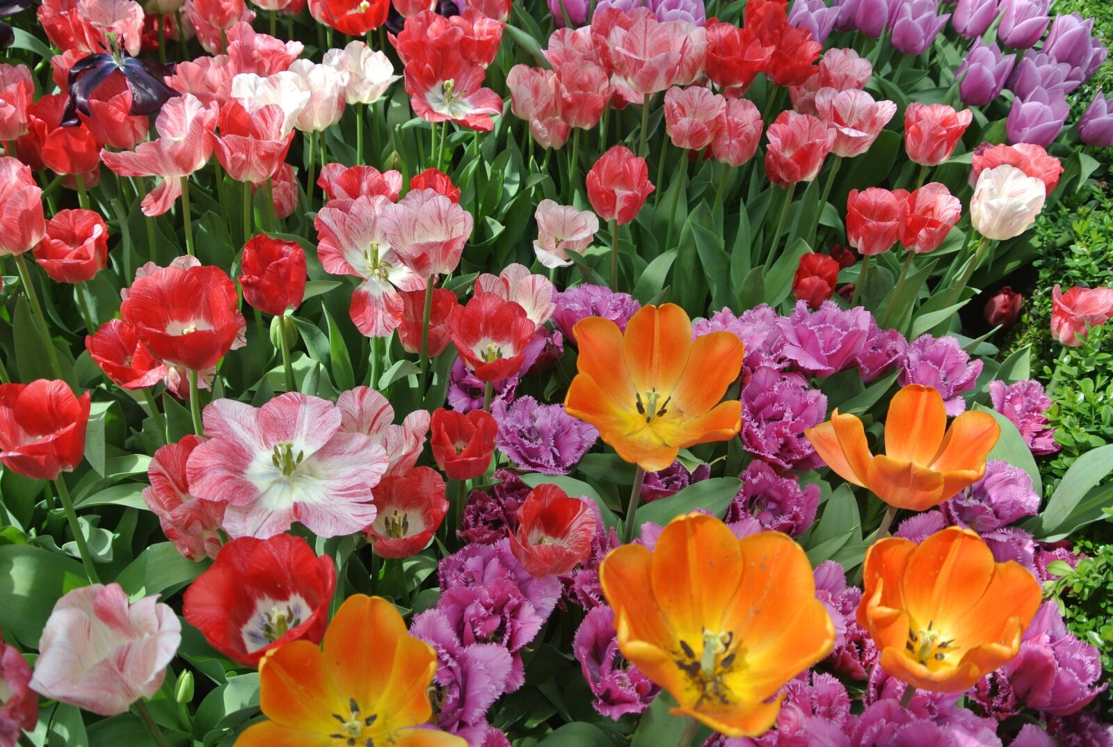 Nikon 1 Nikkor VR 10-30mm F3.5-5.6 sample photo. Flower cluster, tulip, blooming photography
