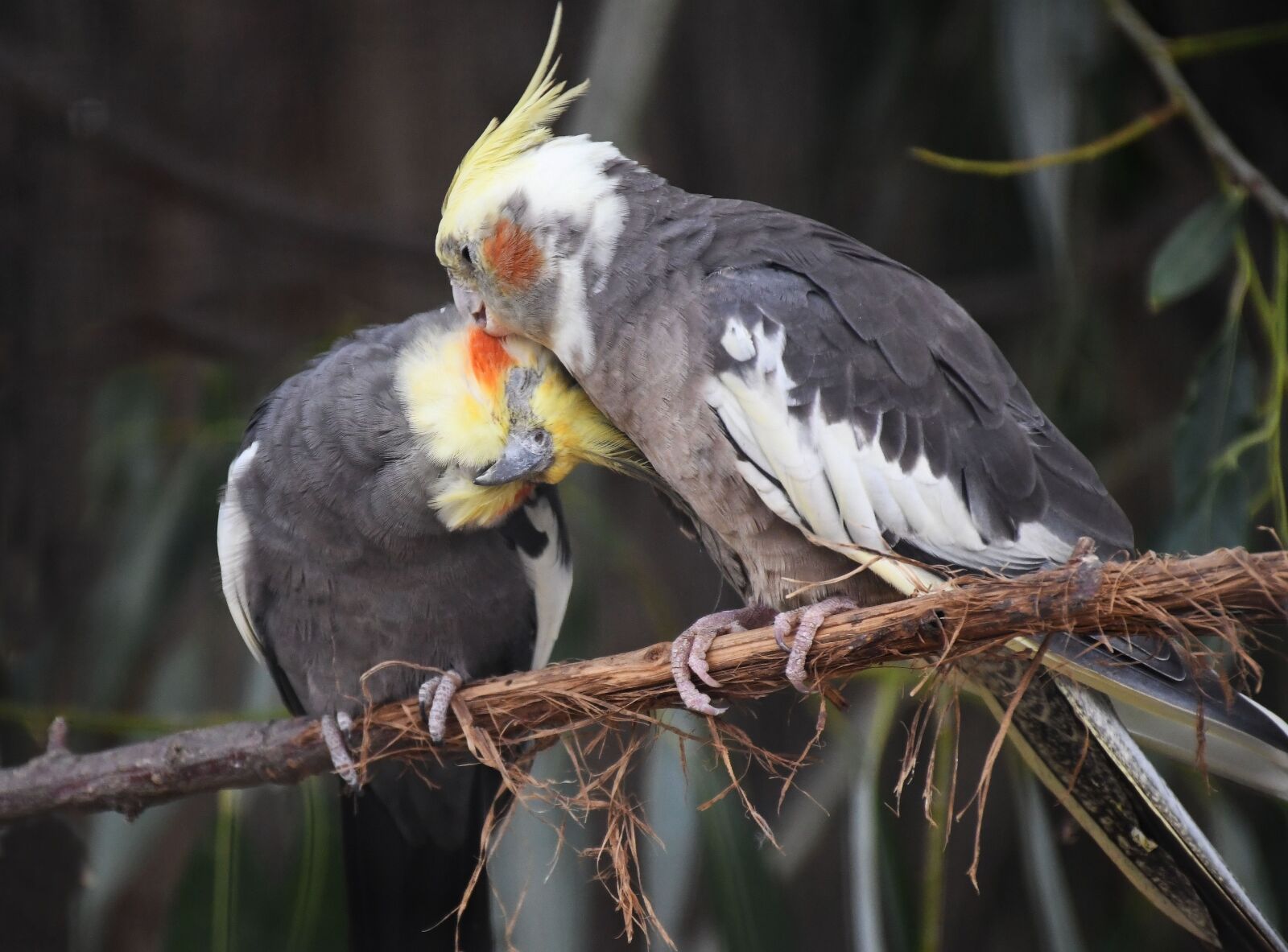 Nikon D7500 sample photo. Birds, love, feather photography