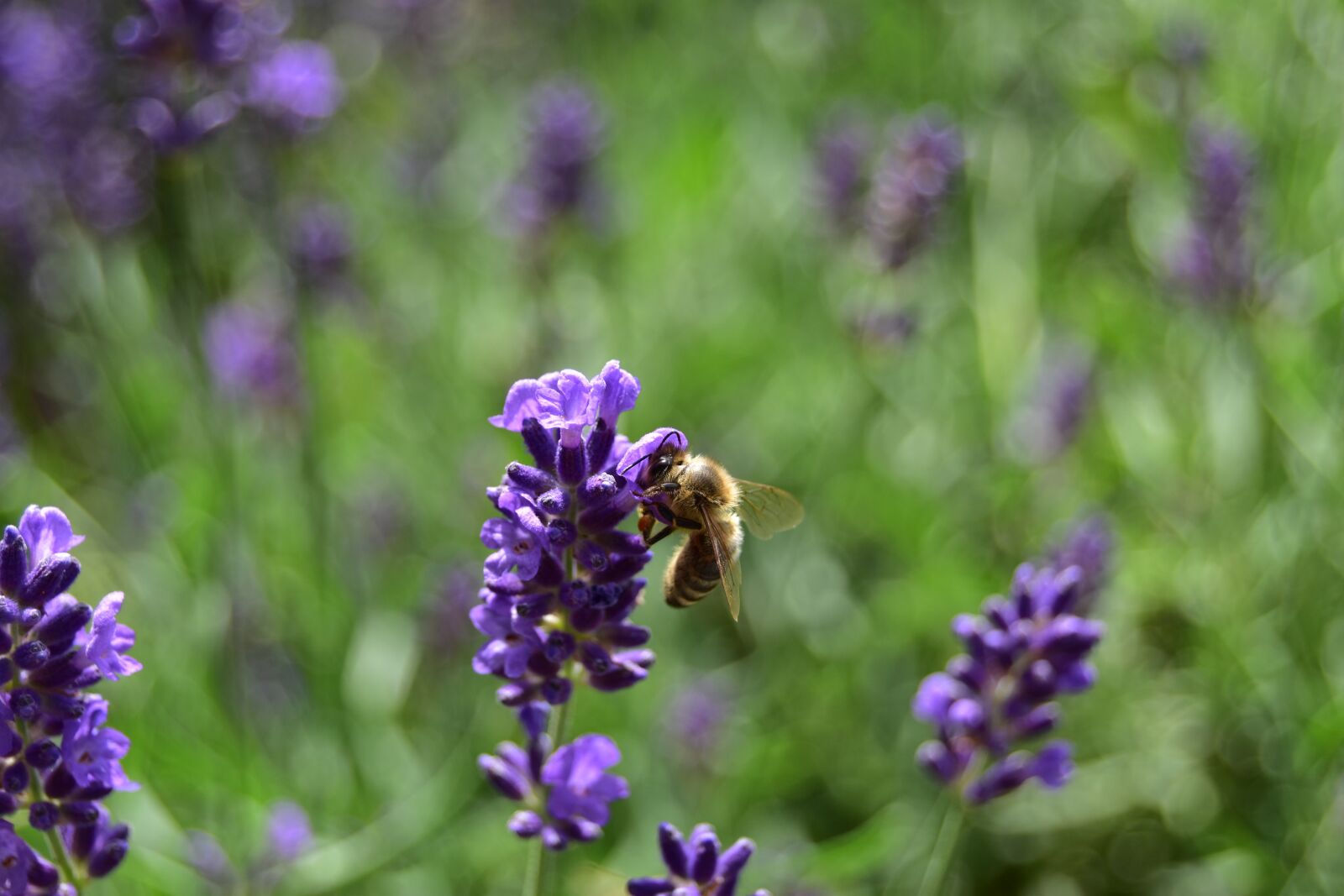 Nikon D5600 sample photo. Bee, lavender, nectar photography
