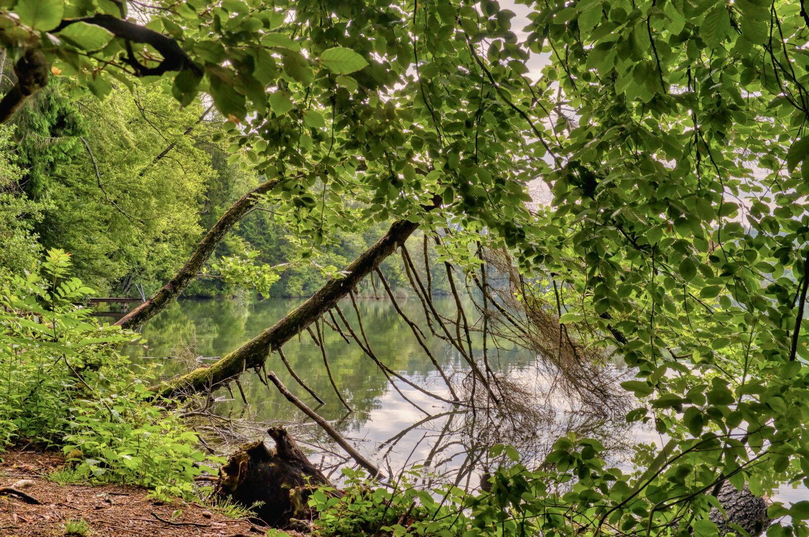 Nikon D7500 sample photo. Bank, trees, plant photography