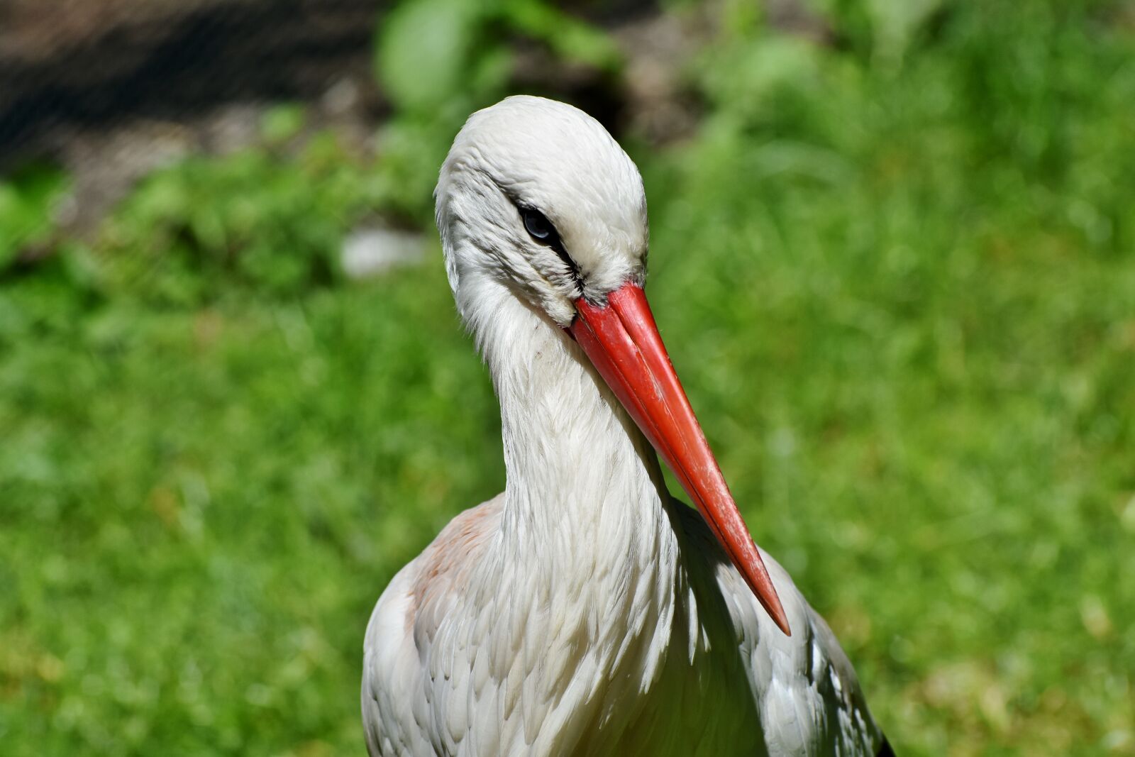 Nikon D7200 sample photo. Stork, bill, rattle stork photography