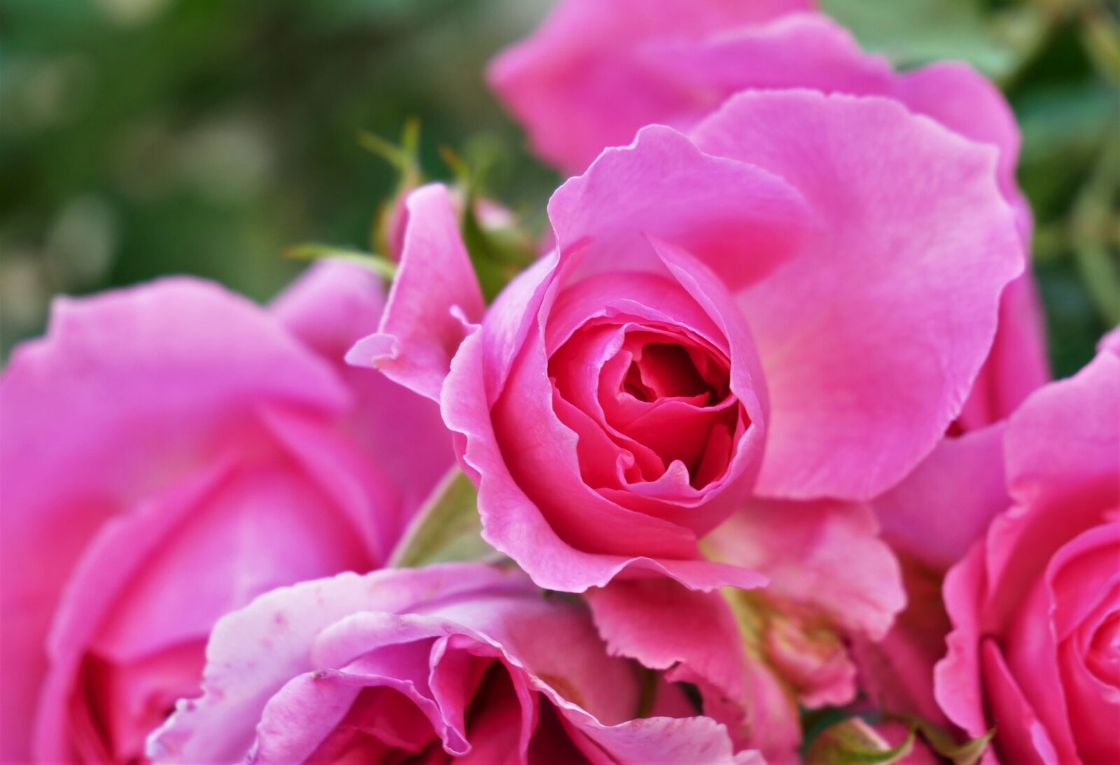Panasonic DMC-G81 sample photo. Rose, flower, blossom photography