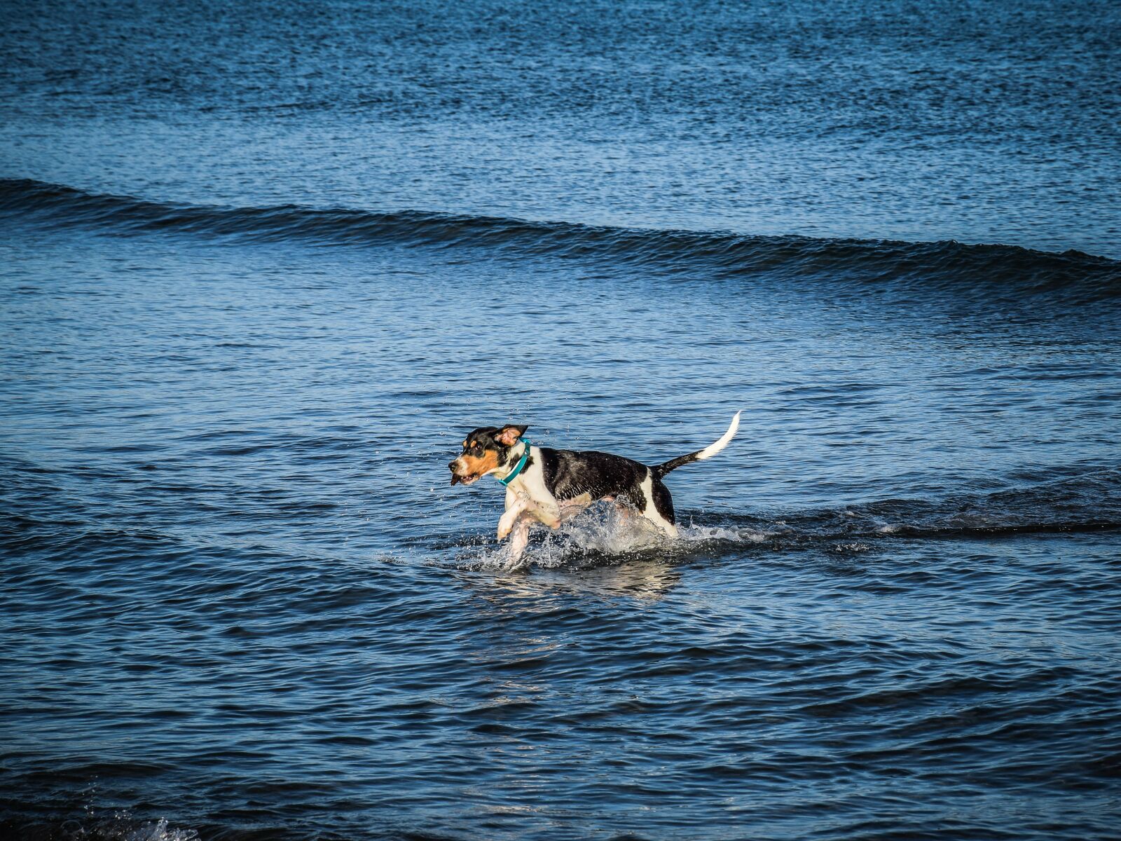 Nikon D5300 sample photo. Coast, dog, sea photography