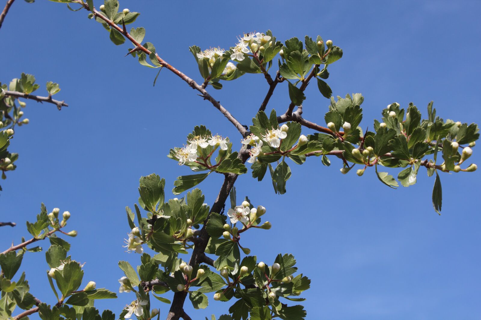 Canon EOS 600D (Rebel EOS T3i / EOS Kiss X5) sample photo. Tree, branch, nature photography