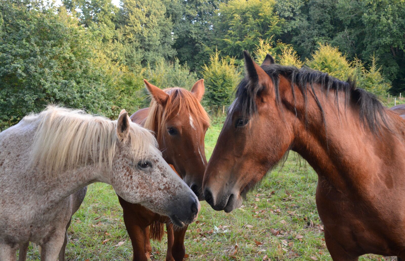 Nikon D5200 sample photo. Horses, horse, portrait photography