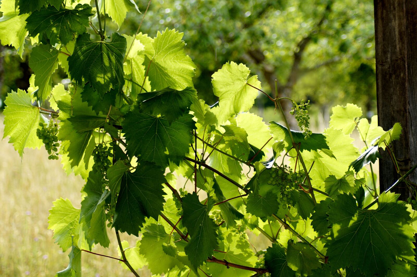 Sony SLT-A58 sample photo. Grapes, nature, fruit photography