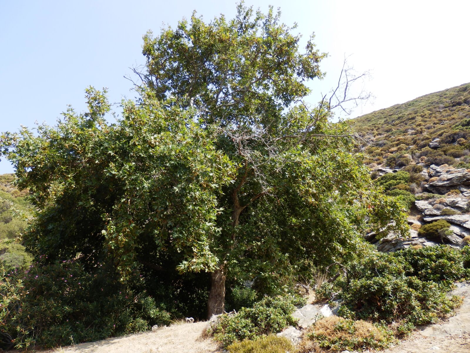 Olympus SZ-31MR sample photo. Tree, lush, leaves photography