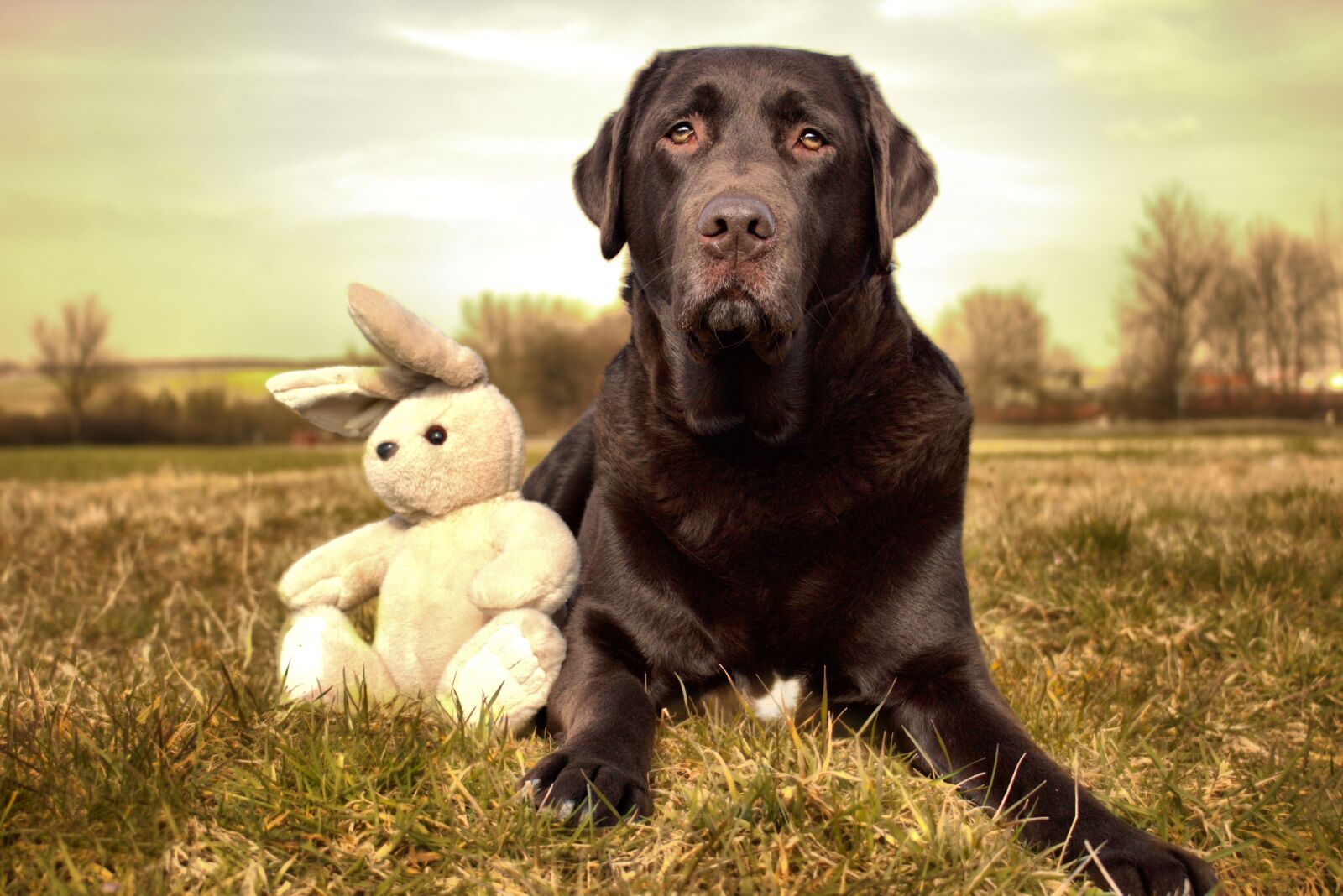 Canon EOS 700D (EOS Rebel T5i / EOS Kiss X7i) sample photo. Dog, hare, friend photography
