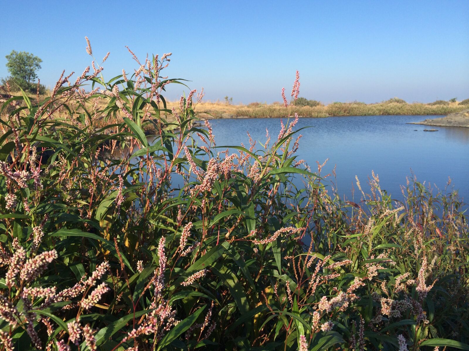 iPhone 5s back camera 4.12mm f/2.2 sample photo. Nature, water, landscape photography