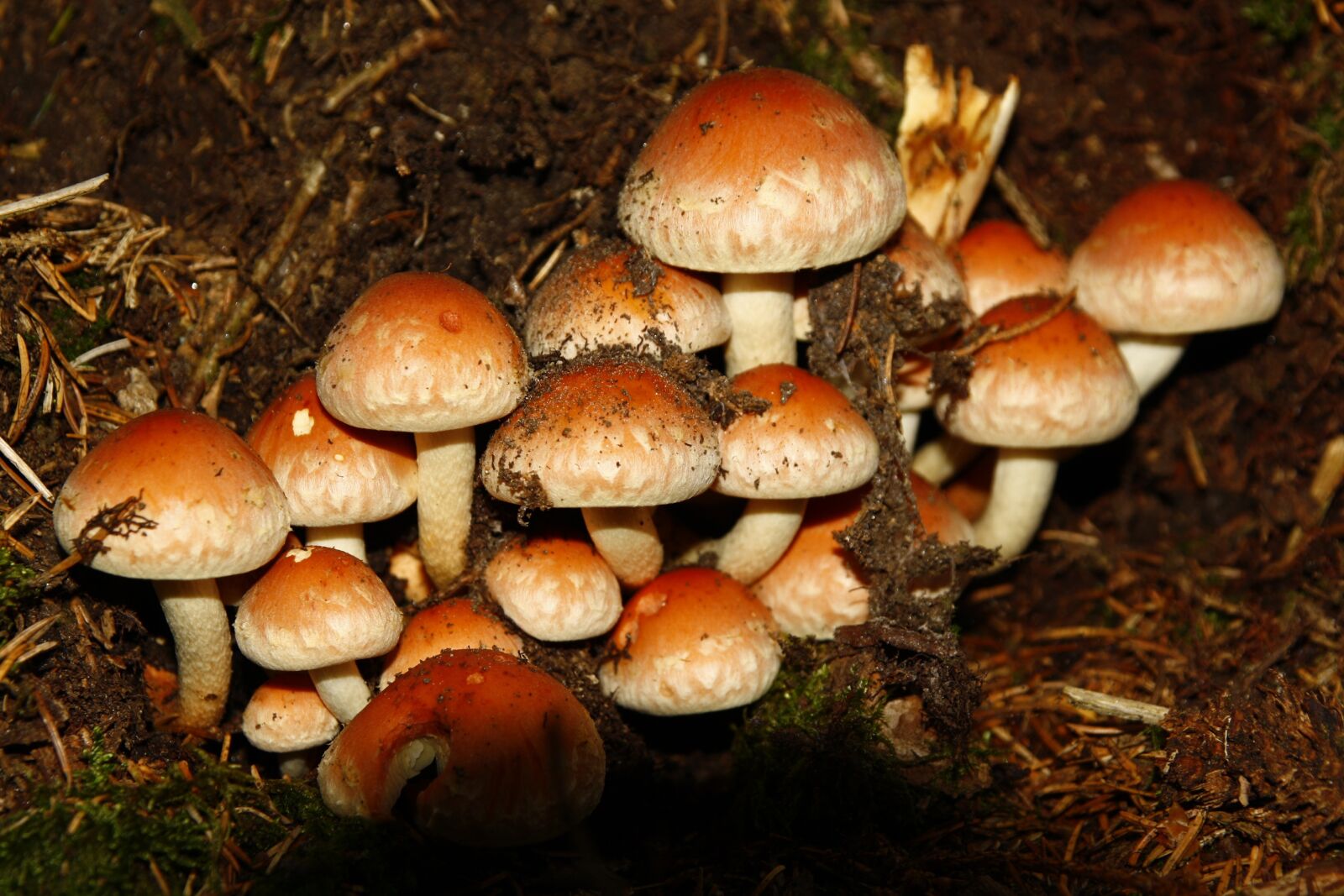 Canon EOS 1000D (EOS Digital Rebel XS / EOS Kiss F) sample photo. Mushroom fungi, forest, blank photography