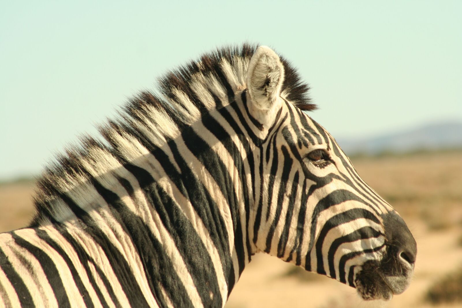 Canon EOS 350D (EOS Digital Rebel XT / EOS Kiss Digital N) sample photo. Zebra, single-hoofed, zebra stripes photography