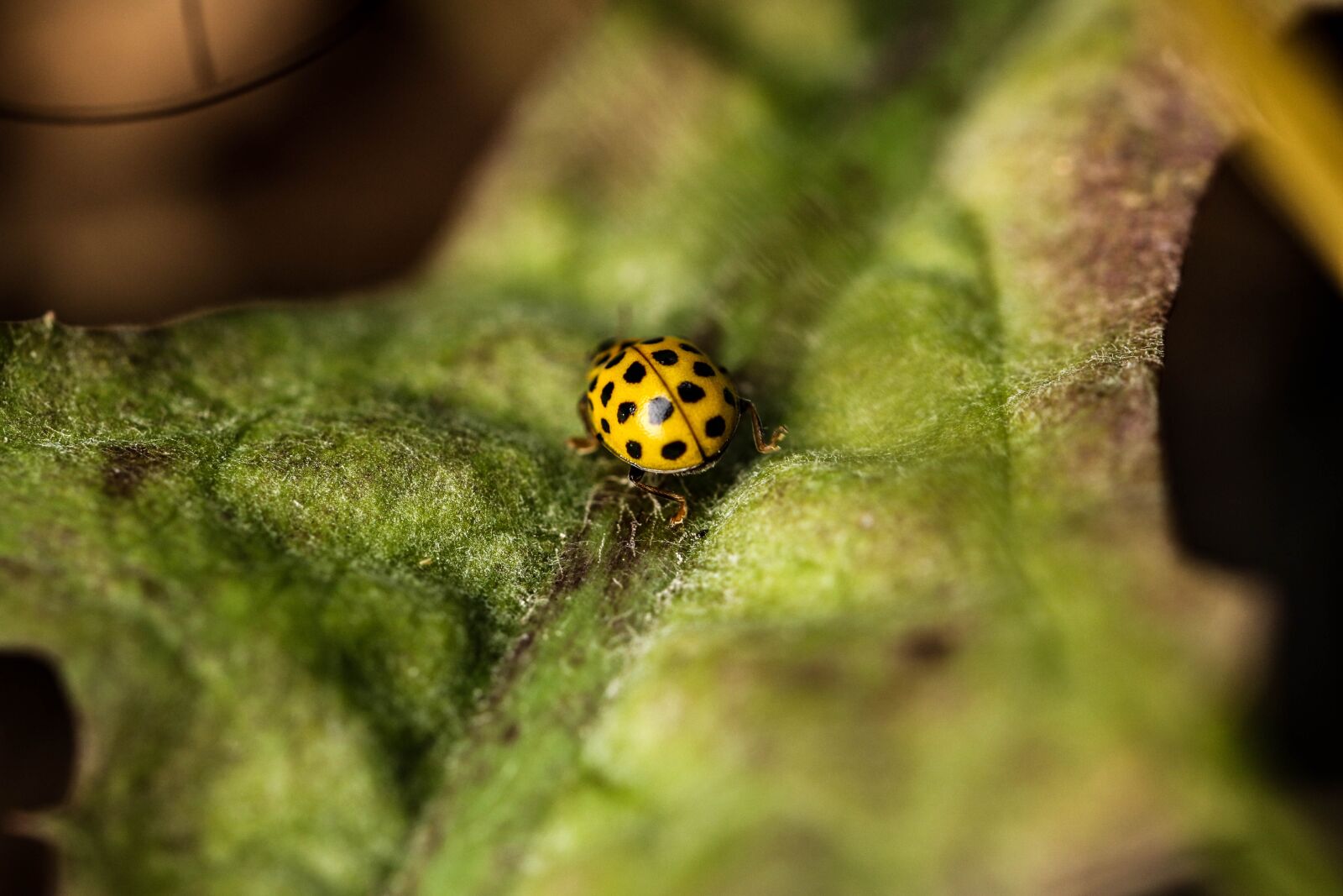 Canon EOS 7D Mark II sample photo. Bug, insect, leaf photography