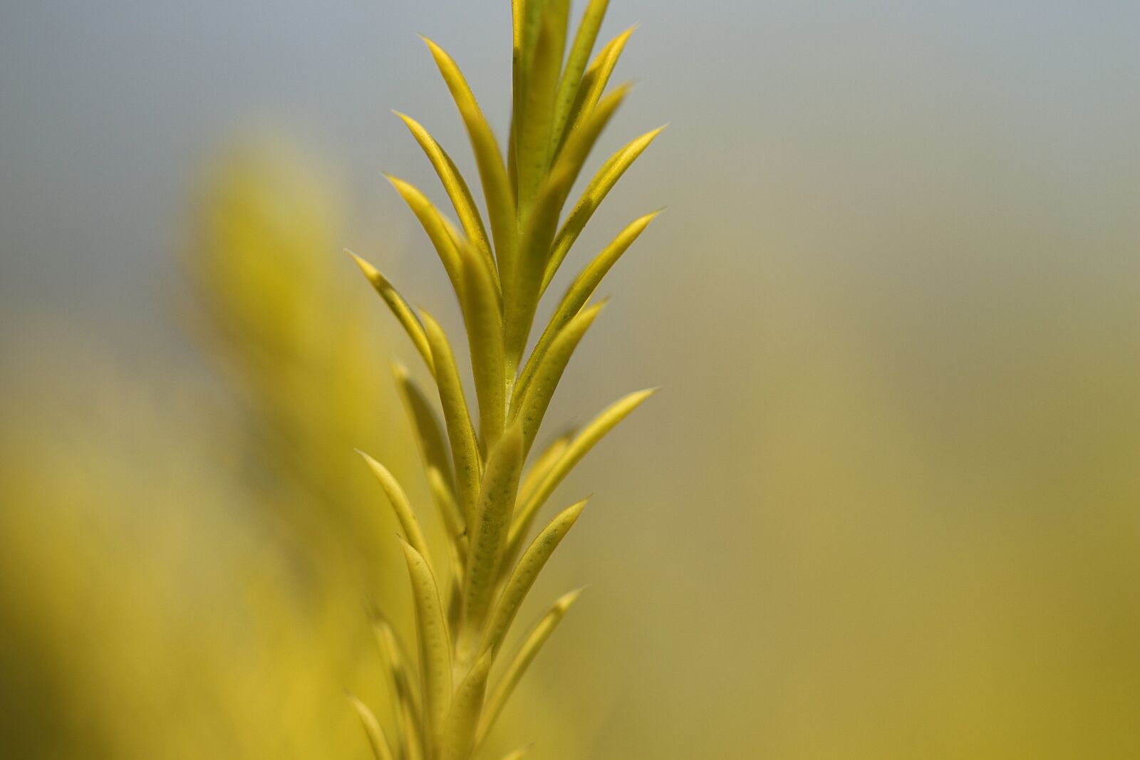 Canon EOS 80D sample photo. Plant, foliage, bush photography