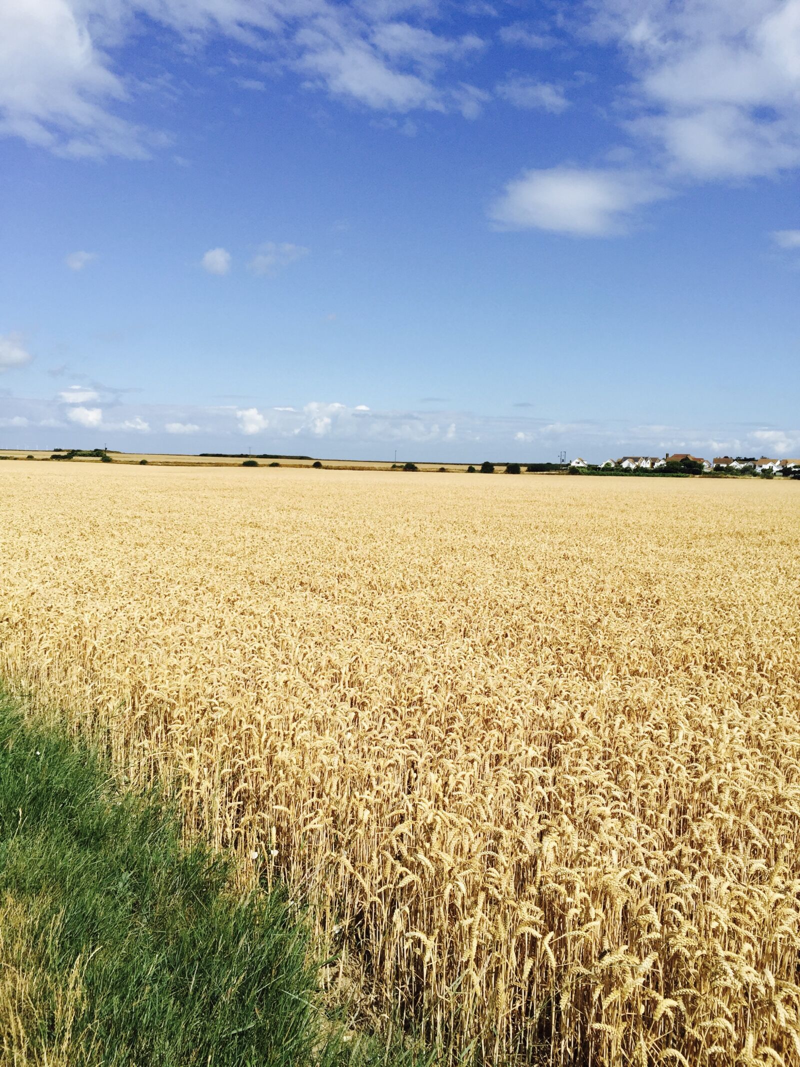 iPhone 6 Plus back camera 4.15mm f/2.2 sample photo. Countryside, rapeseed, blue sky photography