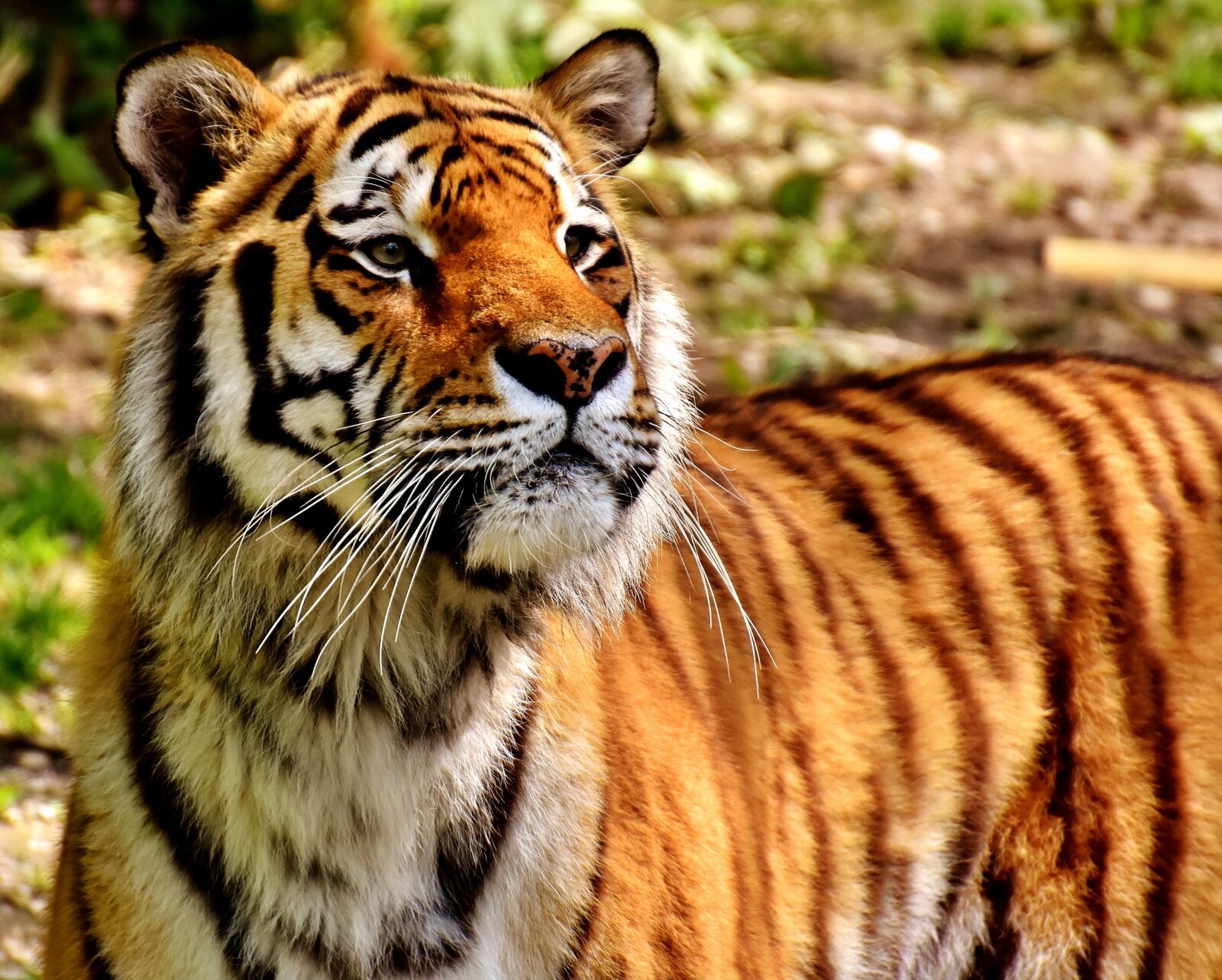 Nikon D7200 sample photo. Tiger, predator, fur photography