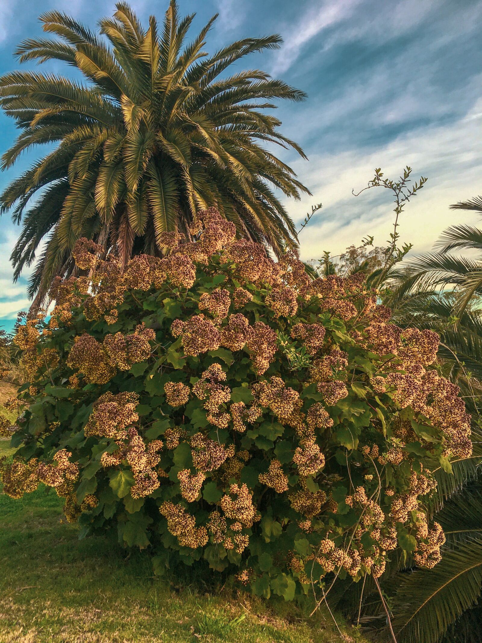 Apple iPhone 6s sample photo. Nature, palm tree, palms photography