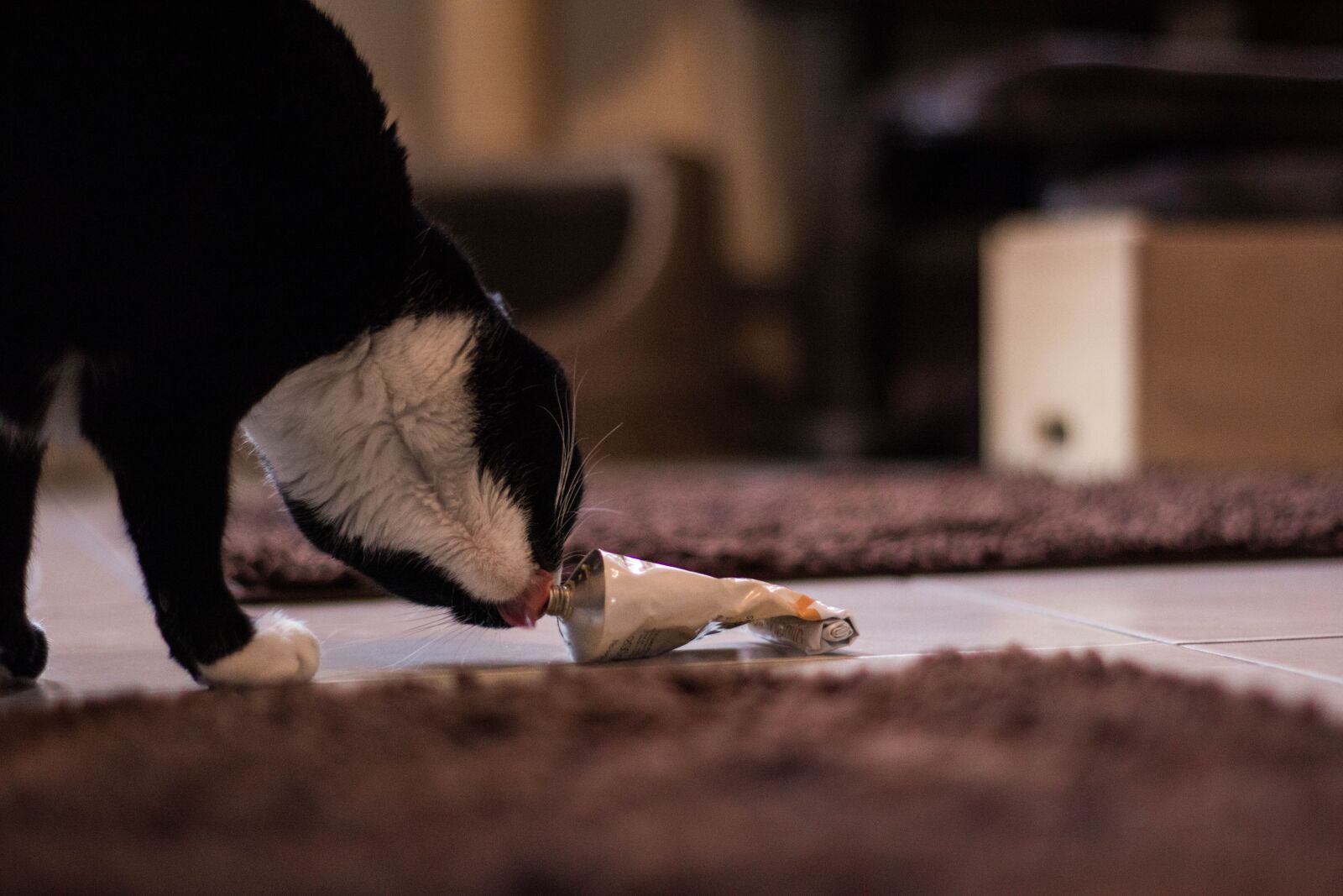 Canon EOS M50 (EOS Kiss M) sample photo. Cat, animals, kitten photography