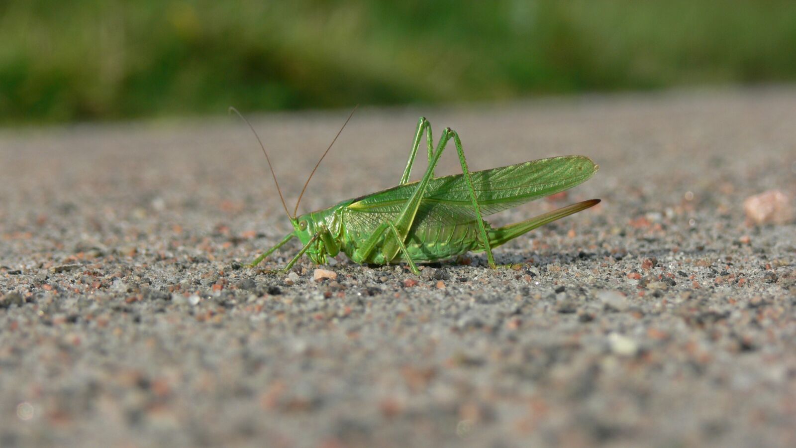 Panasonic DMC-FZ30 sample photo. Grasshopper, green, insect photography