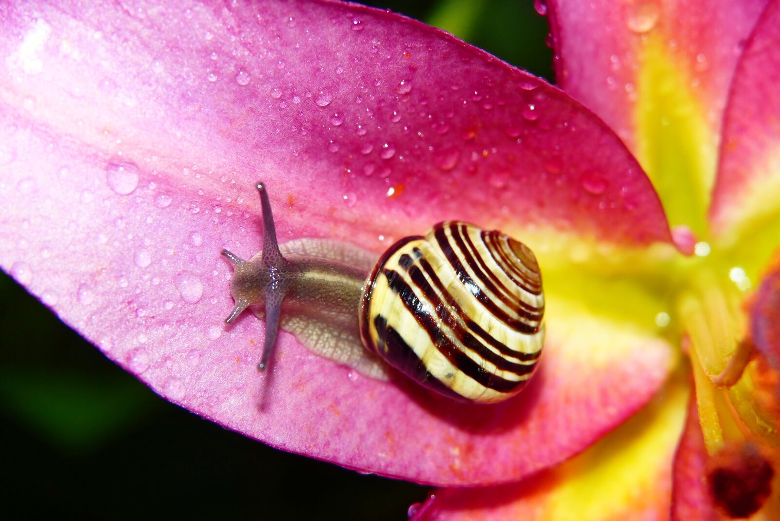 Panasonic Lumix DMC-FZ200 sample photo. Wst yk huntsman, molluscum photography