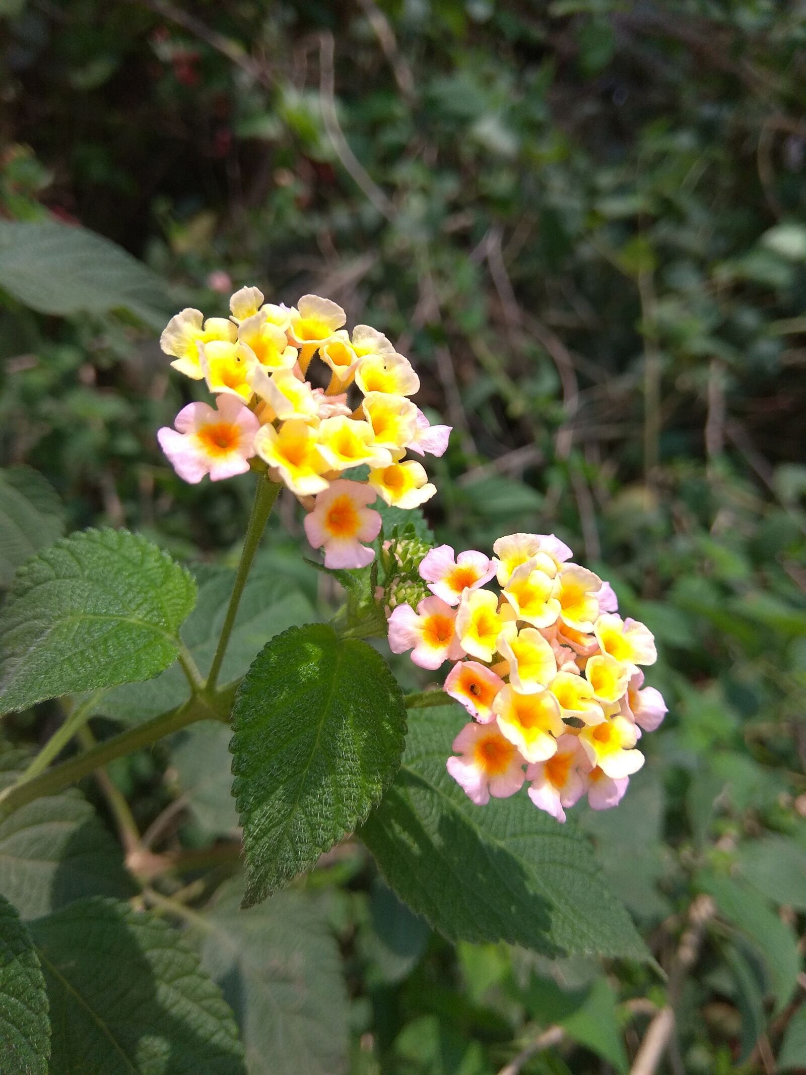 Xiaomi Redmi Note 4 sample photo. Nature, flora, flower photography
