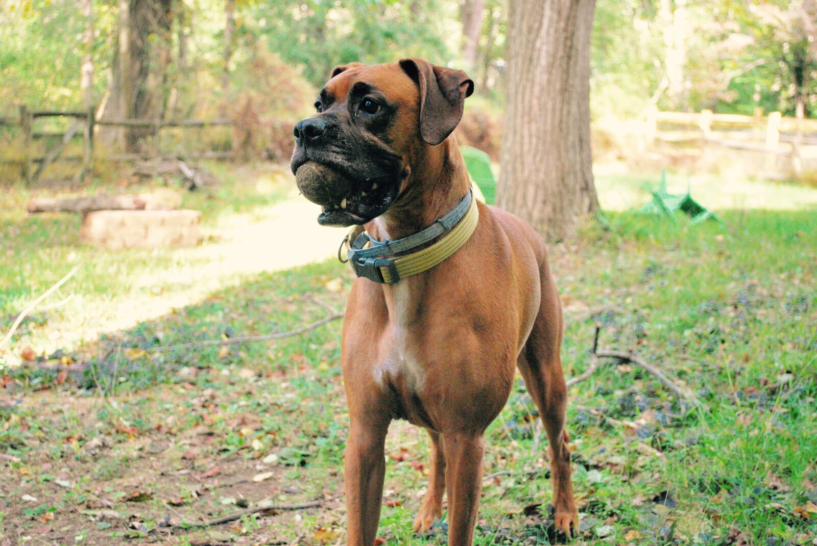 Nikon D60 sample photo. Boxers, dogs, pets photography