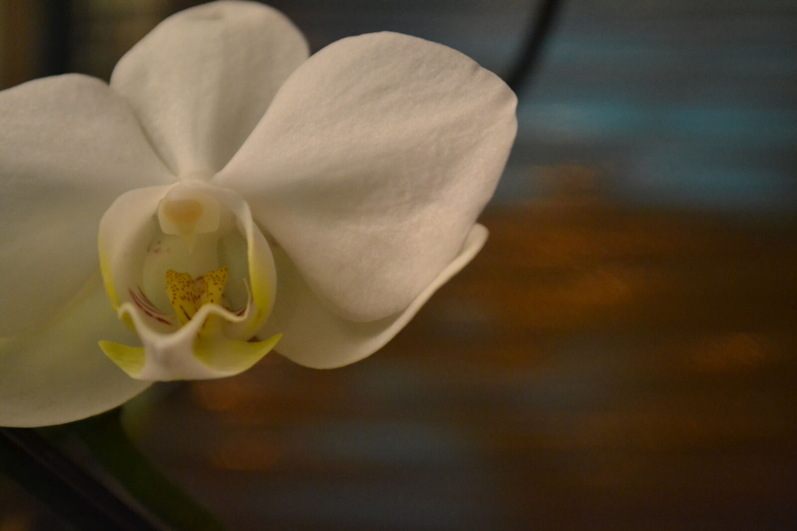 Nikon D3100 sample photo. Handmade, mevrouw, s, mylifewiths photography