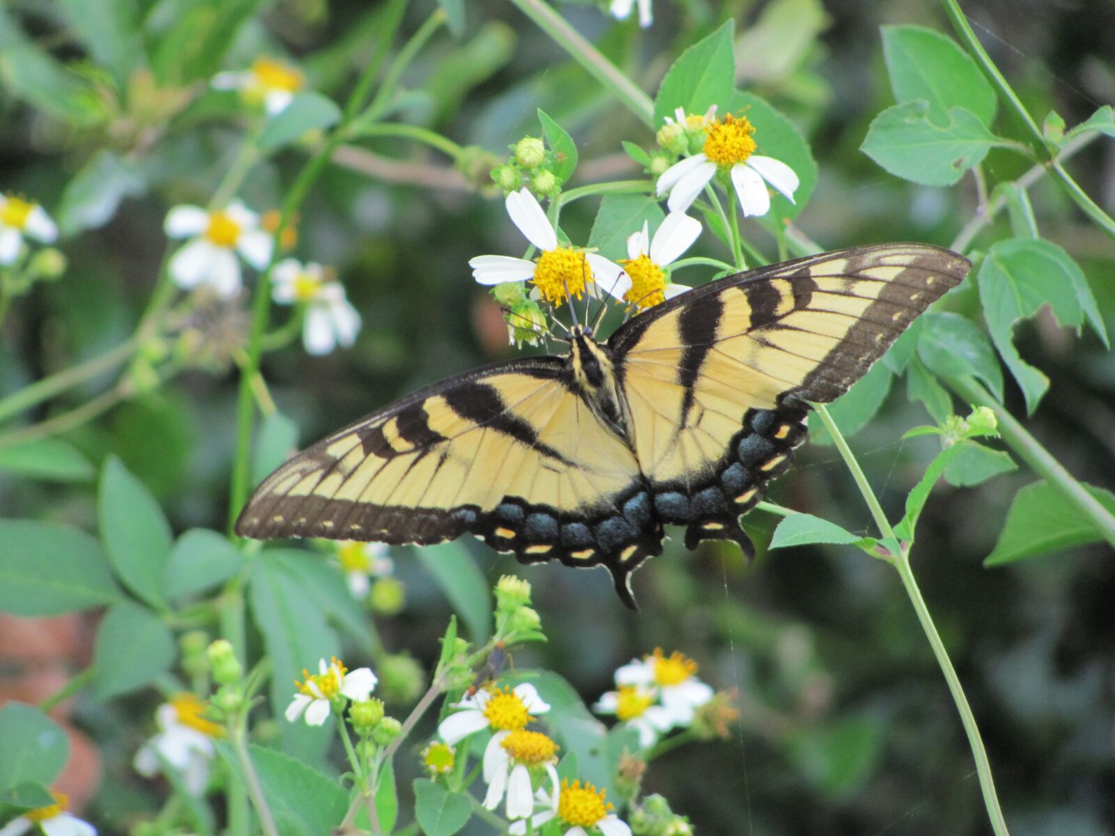 Canon PowerShot SX120 IS sample photo. Yellow, butterfly, nature photography