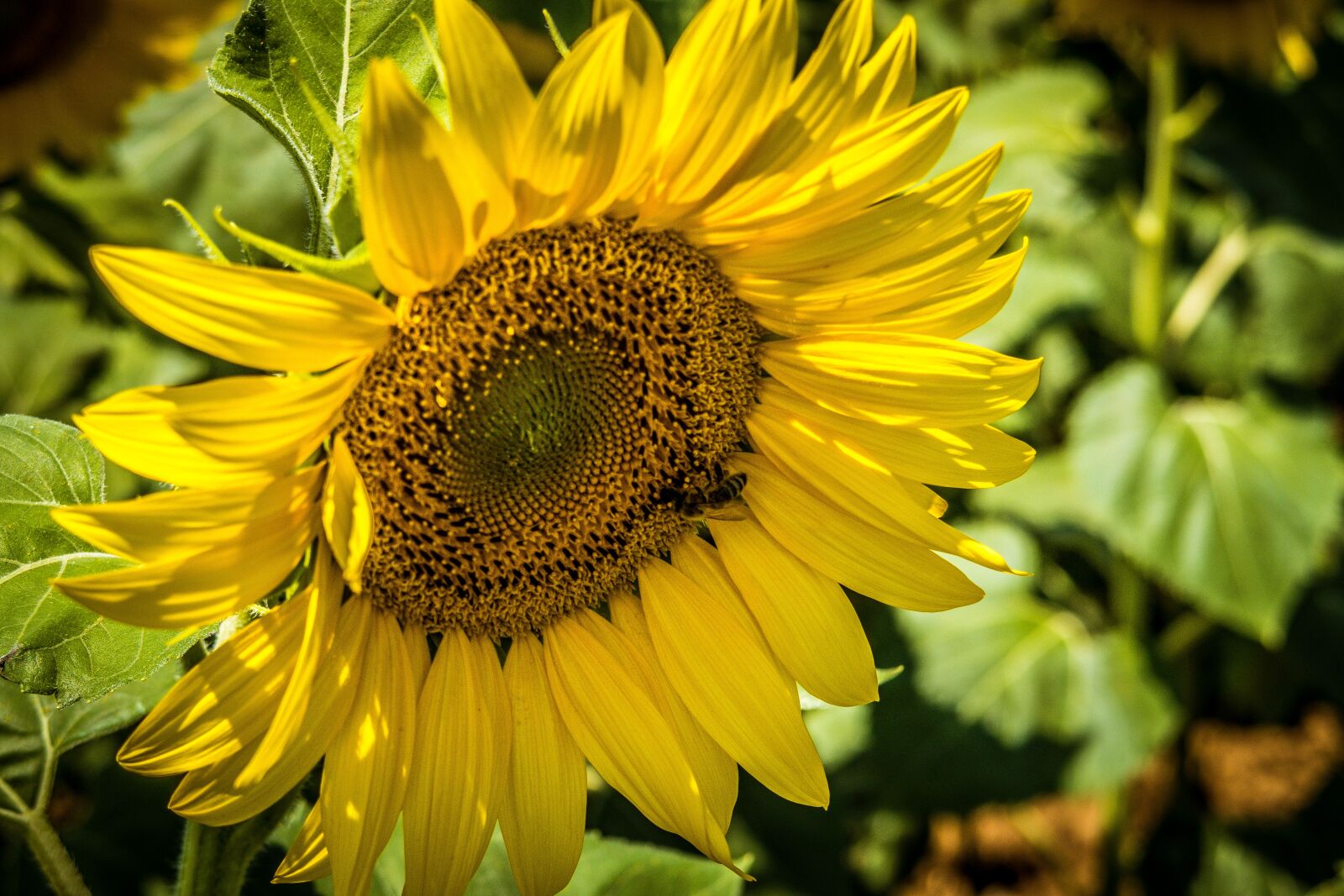Canon PowerShot G7 X Mark II sample photo. Sunflower, petals, yellow photography