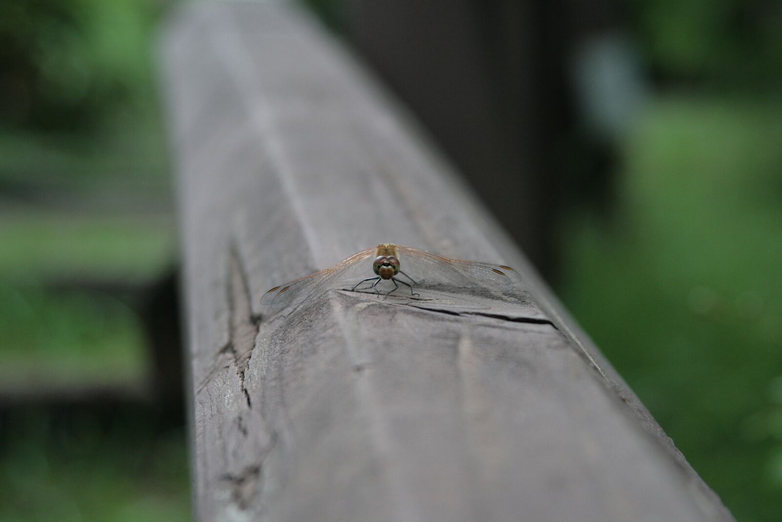 Canon EOS 400D (EOS Digital Rebel XTi / EOS Kiss Digital X) sample photo. Dragonfly, insects, red dragonfly photography