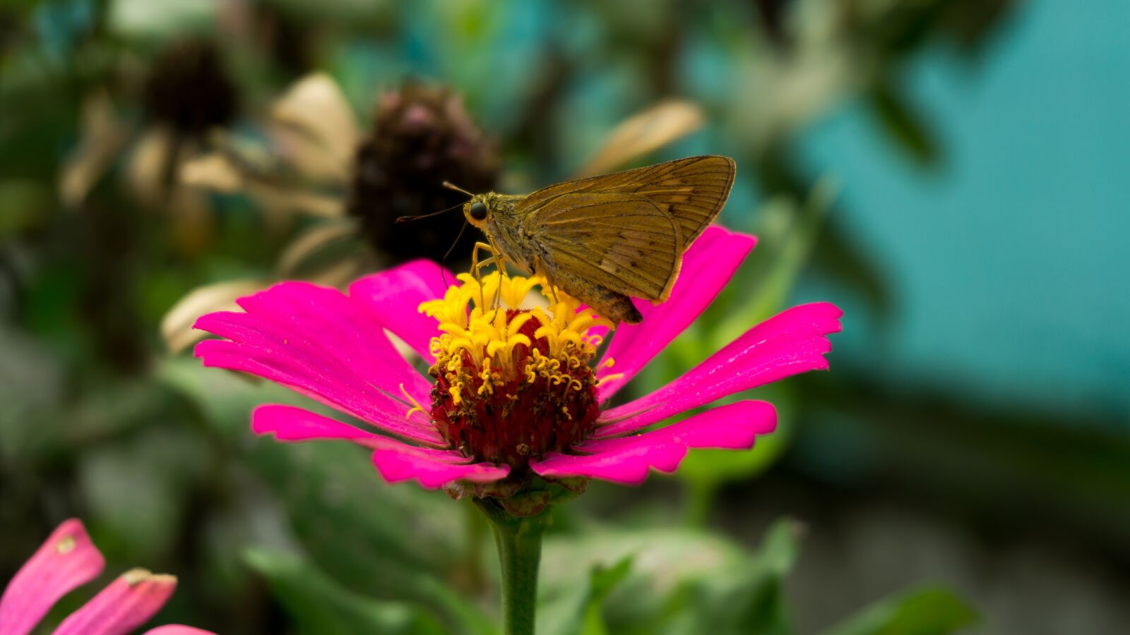 Sony E 16-50mm F3.5-5.6 PZ OSS sample photo. Flower, butterfly, nature photography
