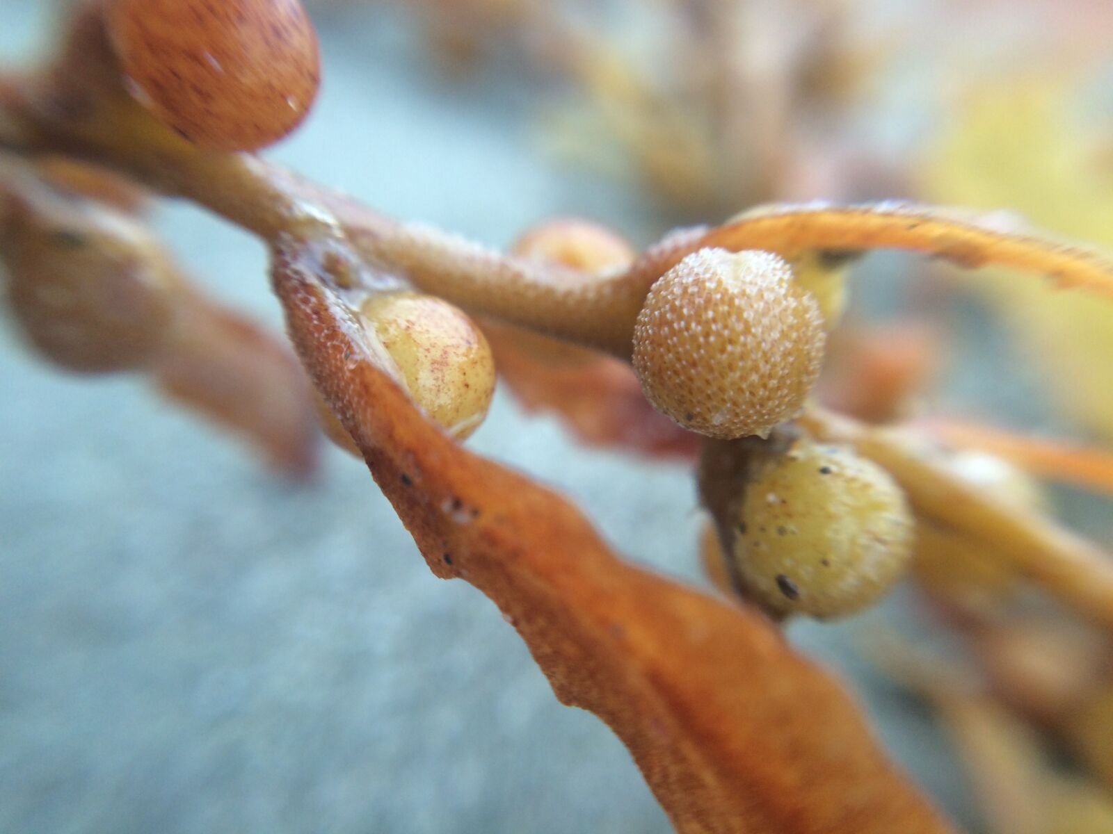 iPhone 5s back camera 4.15mm f/2.2 sample photo. Mar, planta photography