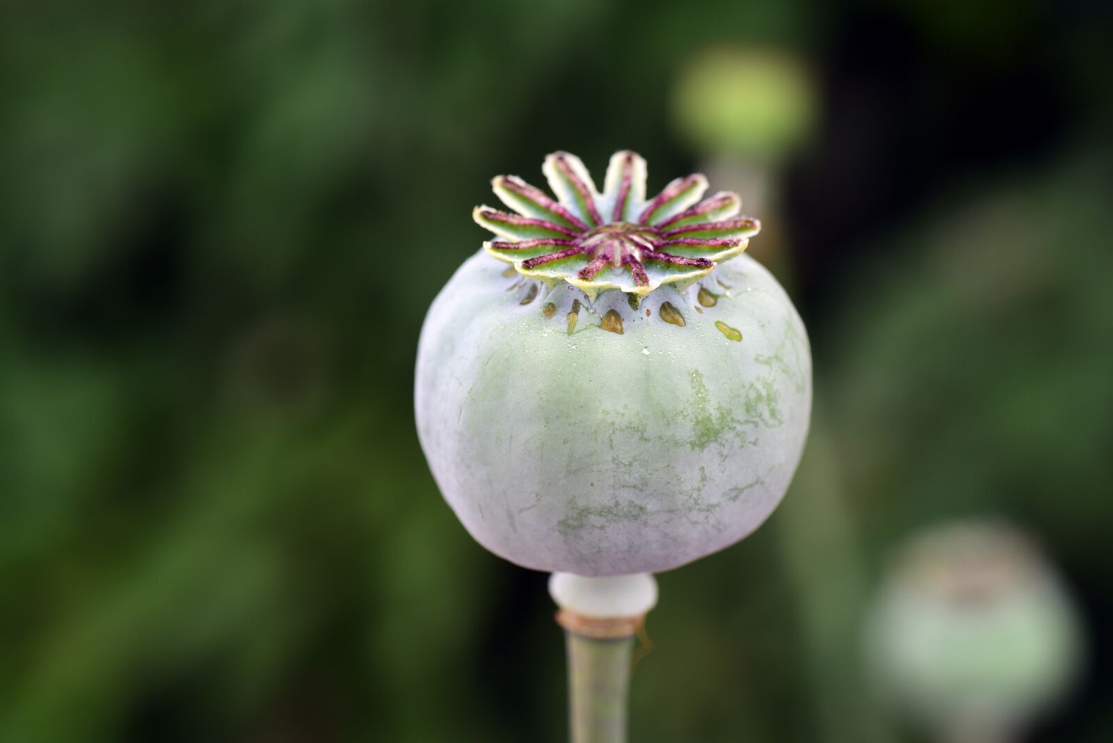 Nikon D750 sample photo. Poppy, poppy capsule, boll photography