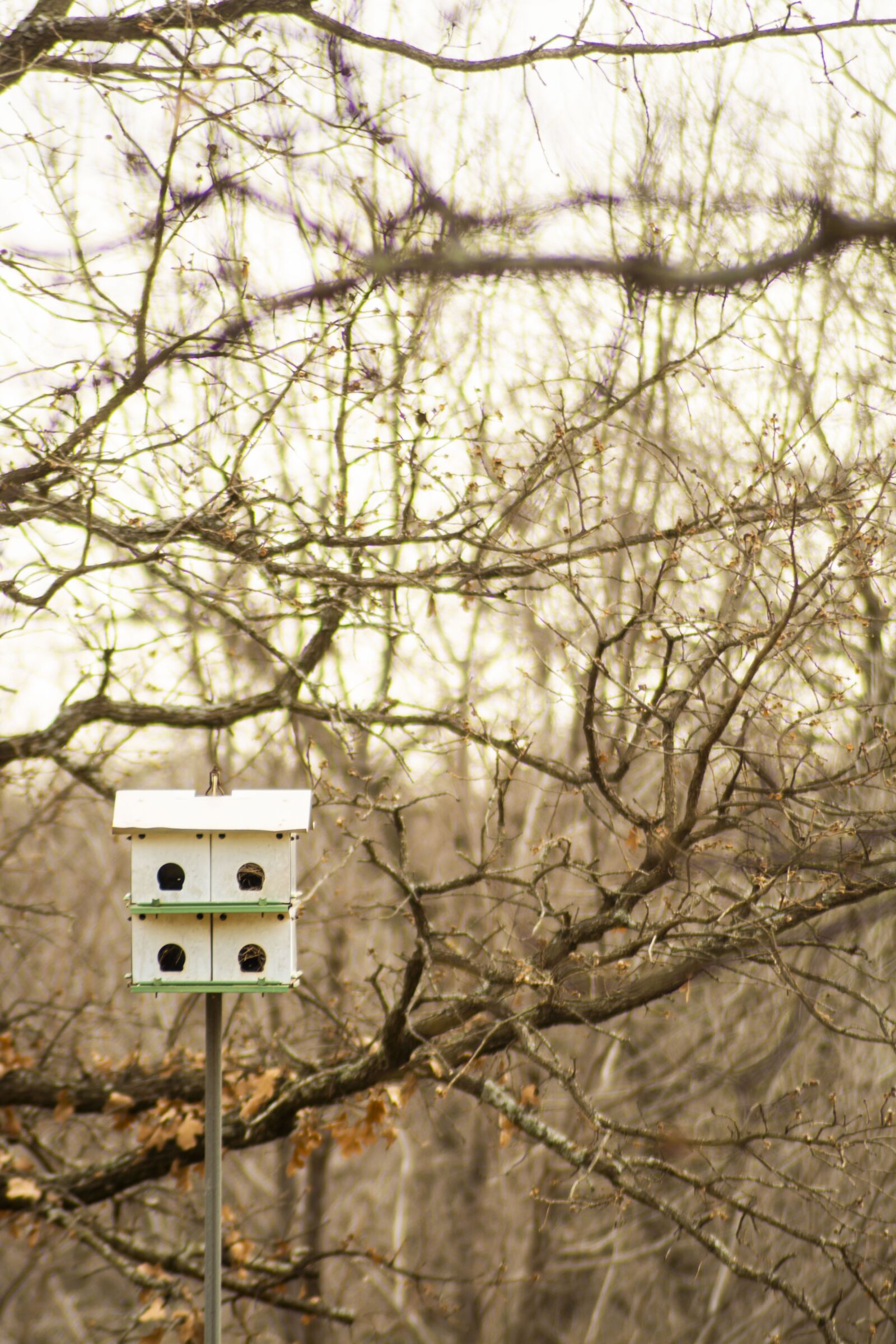 Nikon D5200 sample photo. Birdhouse, bird, garden photography