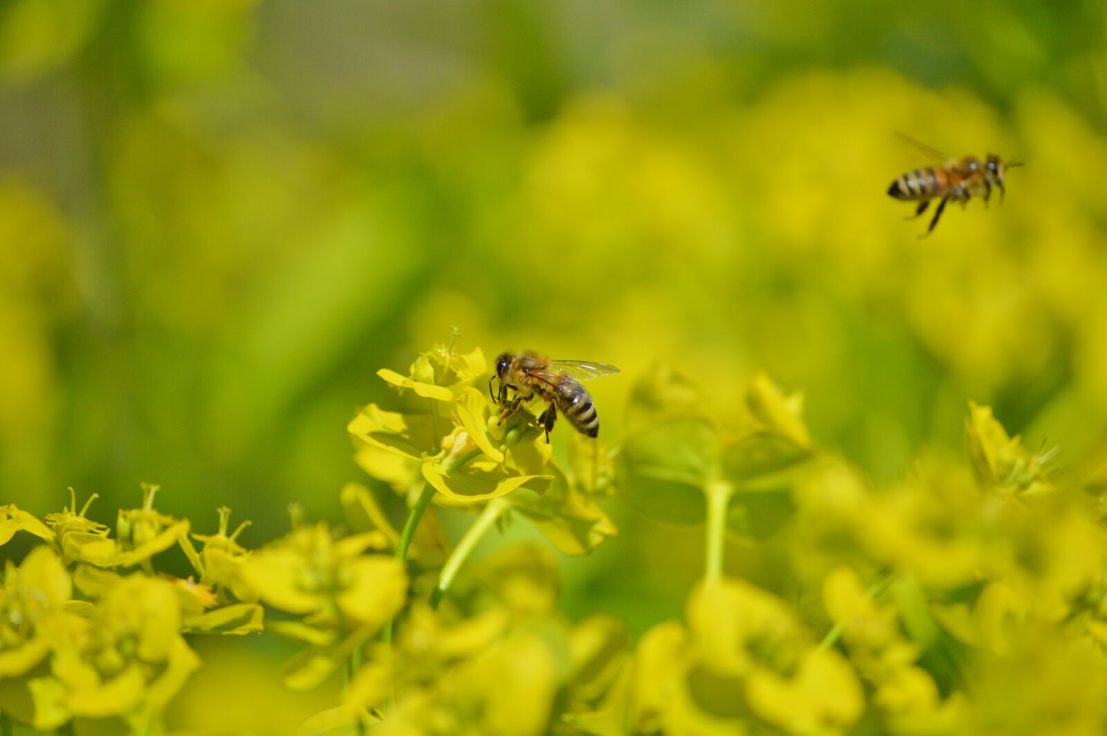 Nikon D3200 sample photo. Bee, insect, blossom photography
