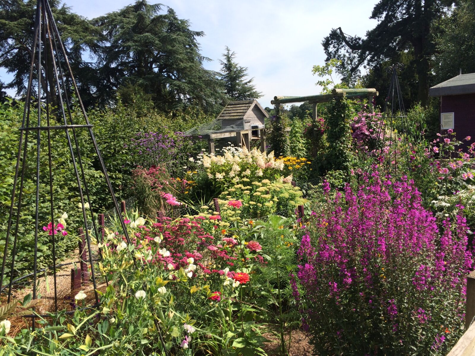 iPhone 5s back camera 4.15mm f/2.2 sample photo. Beautiful, colorful, england, flower photography