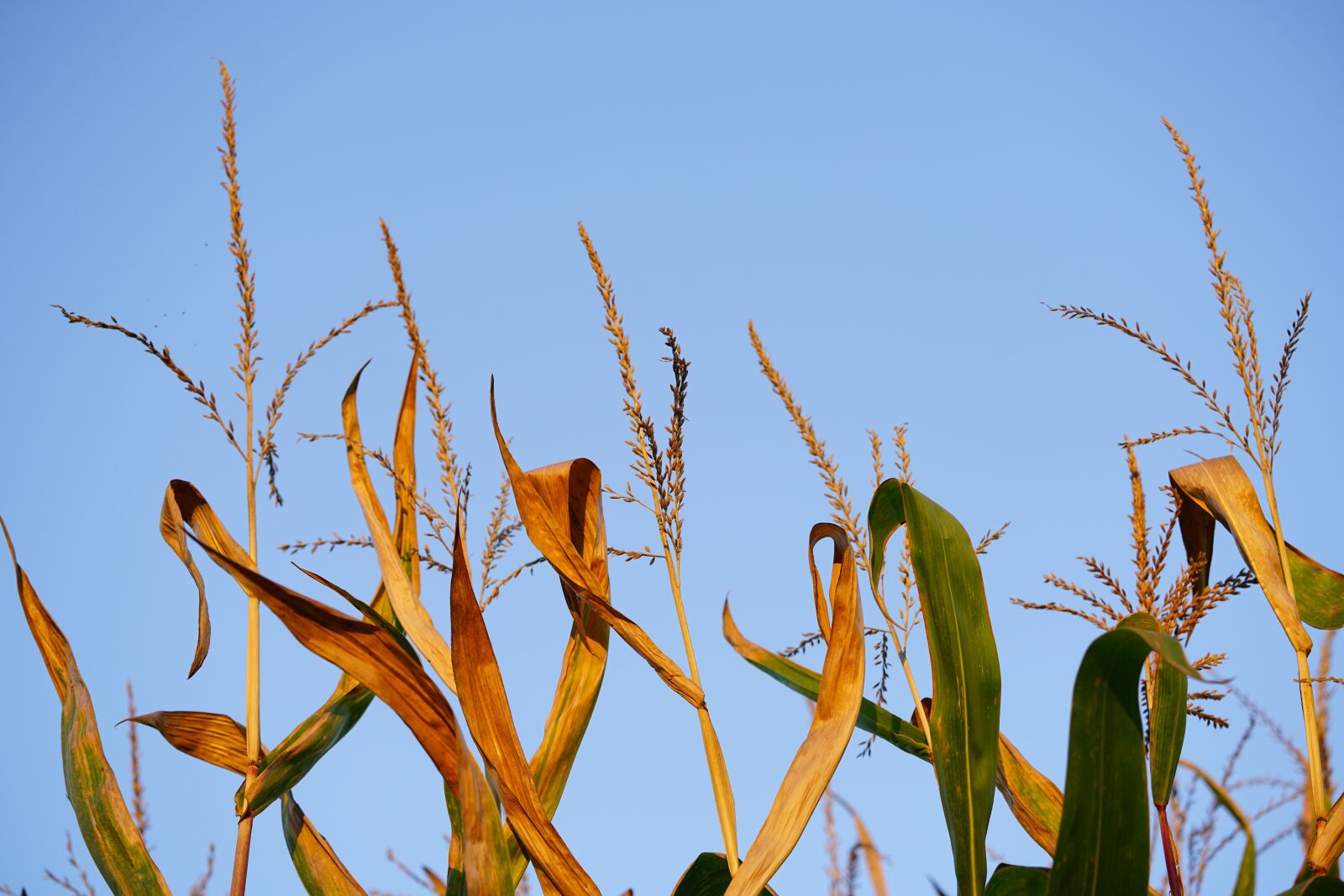 Sony a7R II + Sony FE 90mm F2.8 Macro G OSS sample photo. Corn ears, corn panicle photography