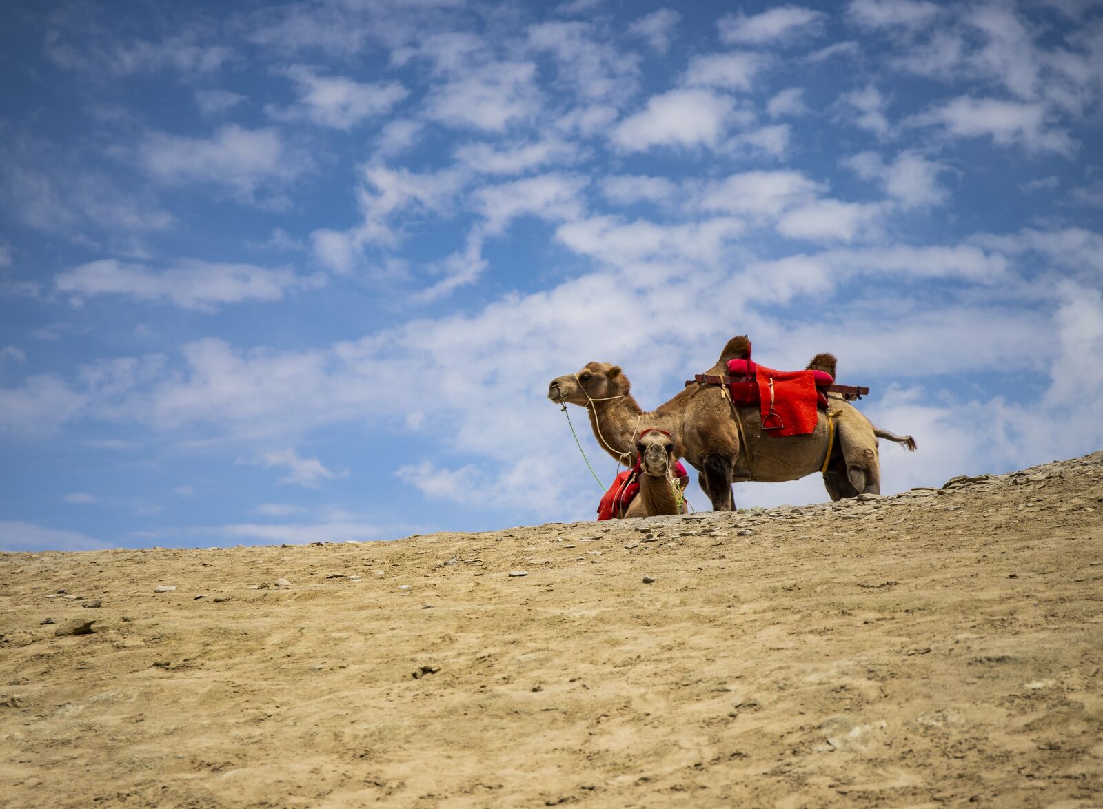 Canon EOS 6D Mark II sample photo. Camel, desert, sand photography