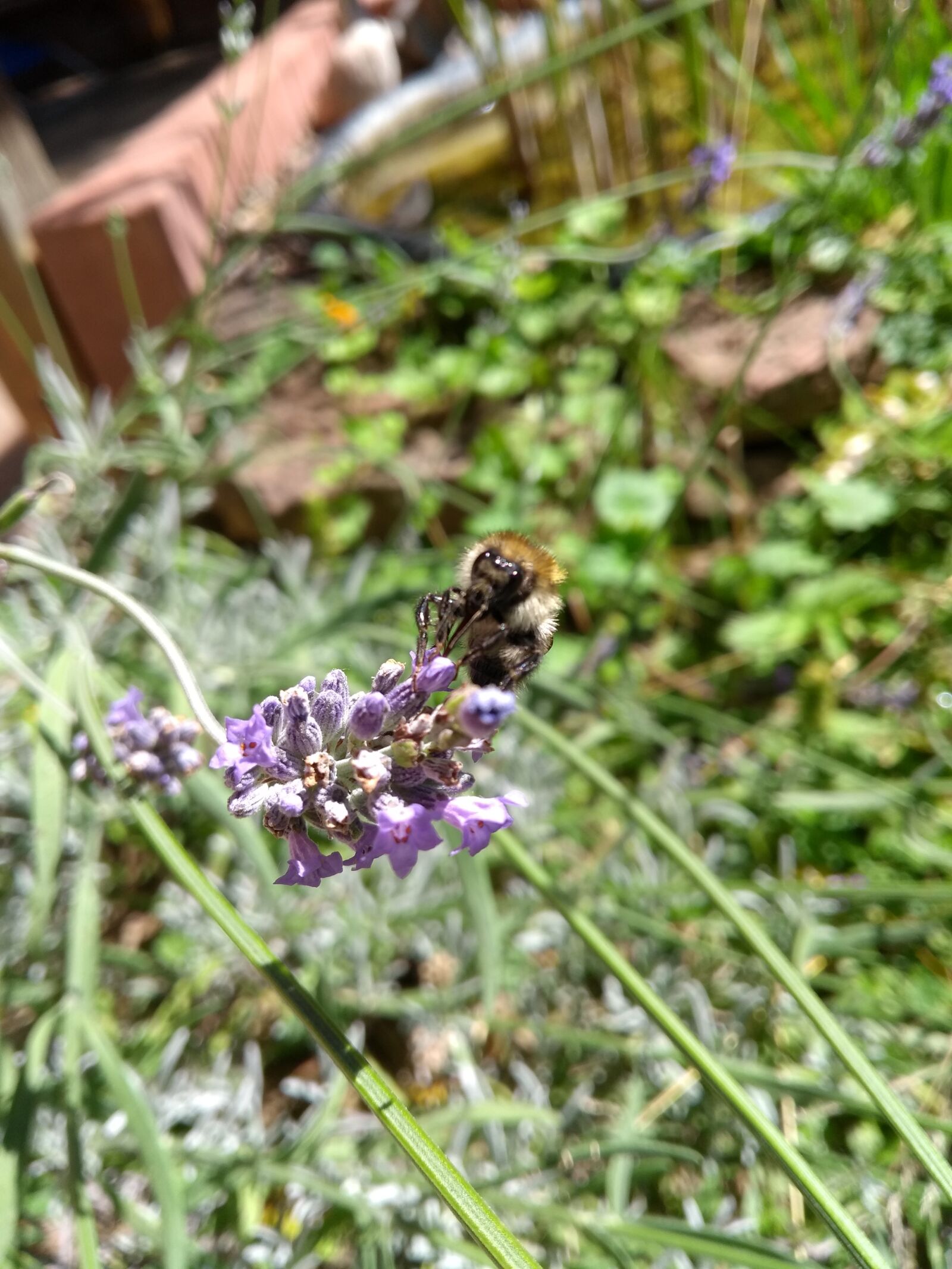 Motorola Moto G (5th Gen) sample photo. Hummel, lavender, flower photography