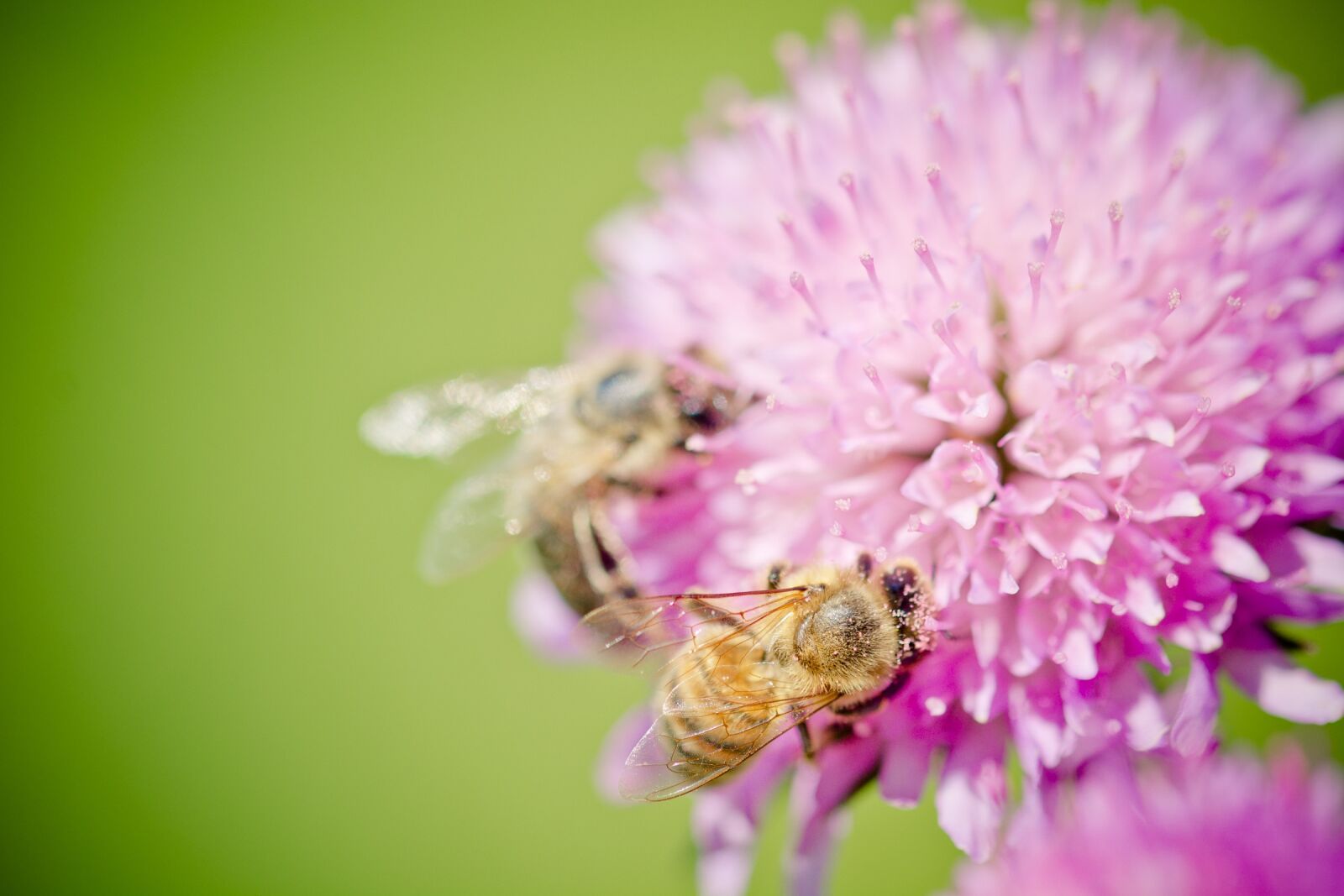 Nikon D7100 sample photo. Bee, blossom, bloom photography