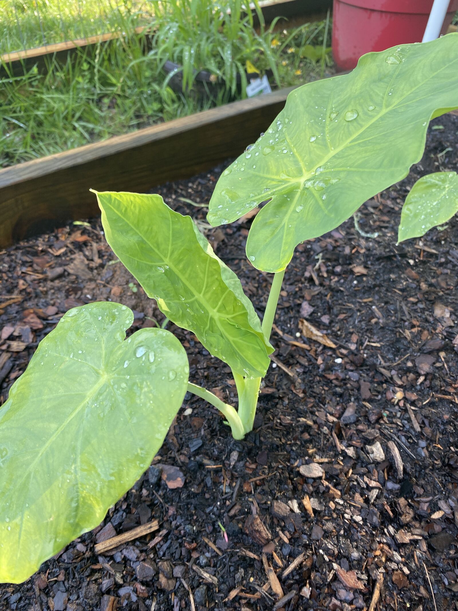 Apple iPhone 11 sample photo. Plant, lettuce, salad photography