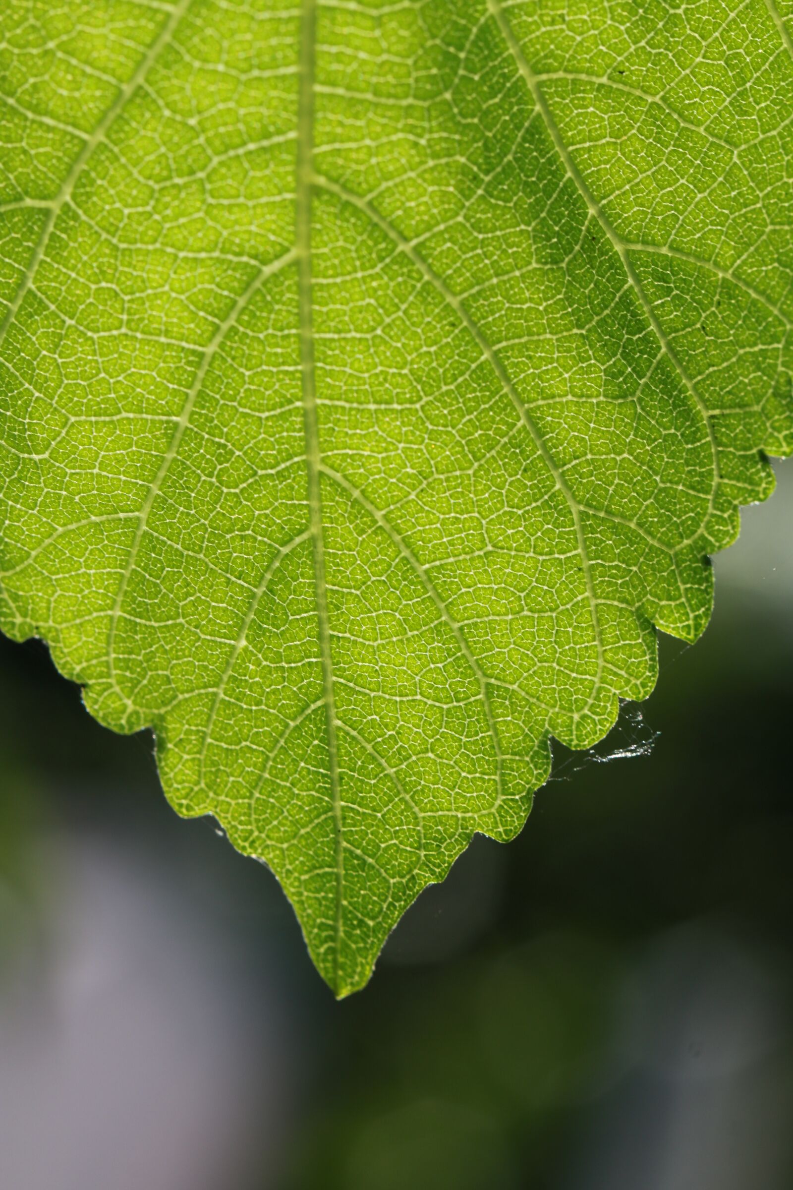 Canon EF 100mm F2.8L Macro IS USM sample photo. Leaf, nature, green photography