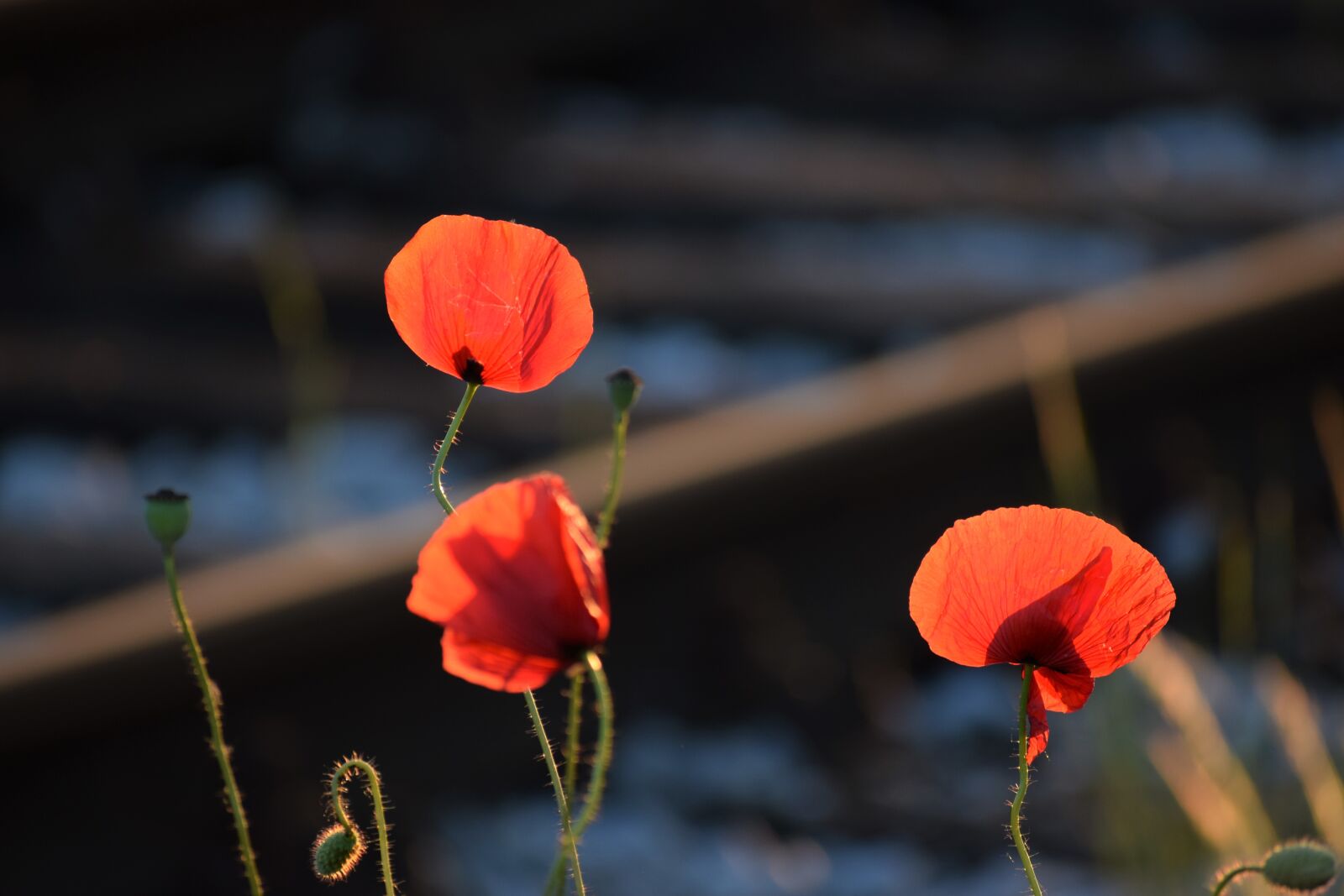 Nikon D3300 sample photo. Three red poppys, near photography