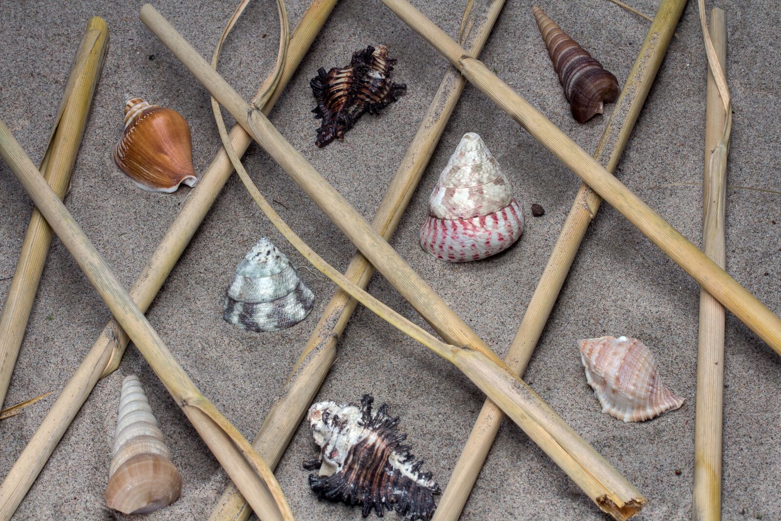 Canon EF-S 60mm F2.8 Macro USM sample photo. Shell, still life, sand photography