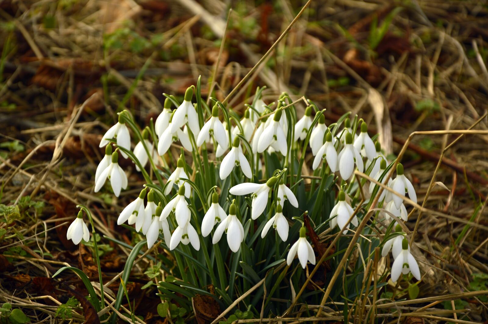 Nikon D3200 sample photo. Snowdrop, galanthus, early bloomer photography