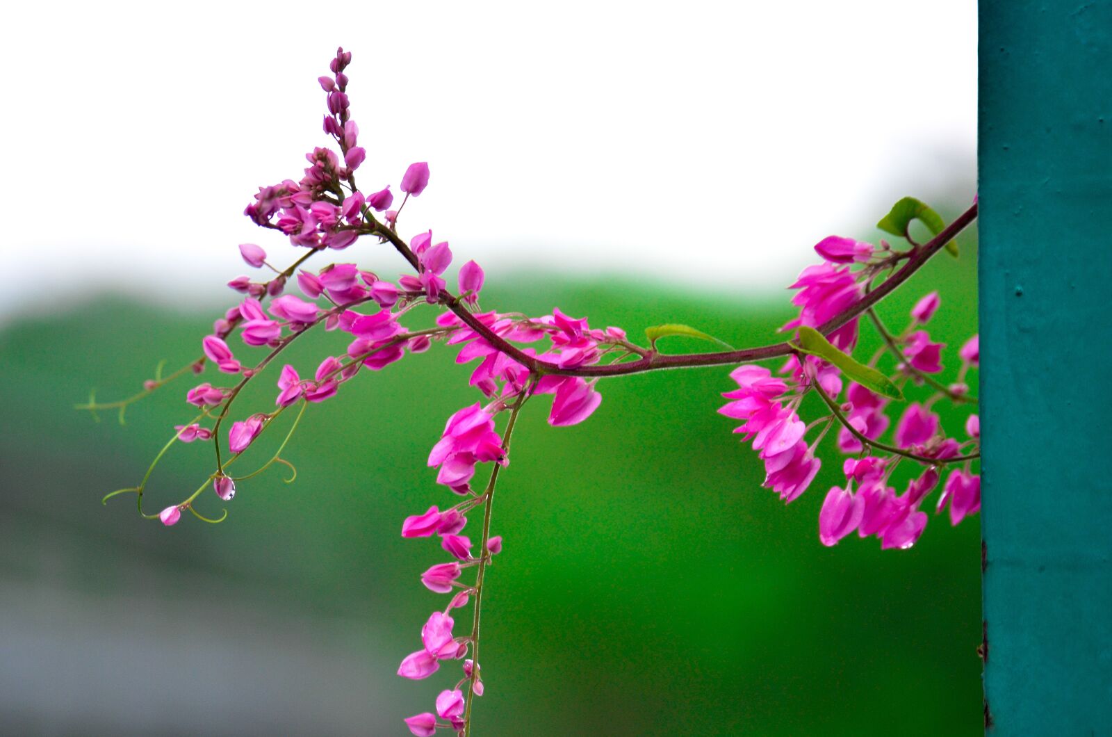 Nikon D7000 sample photo. Green, flower, the leaves photography