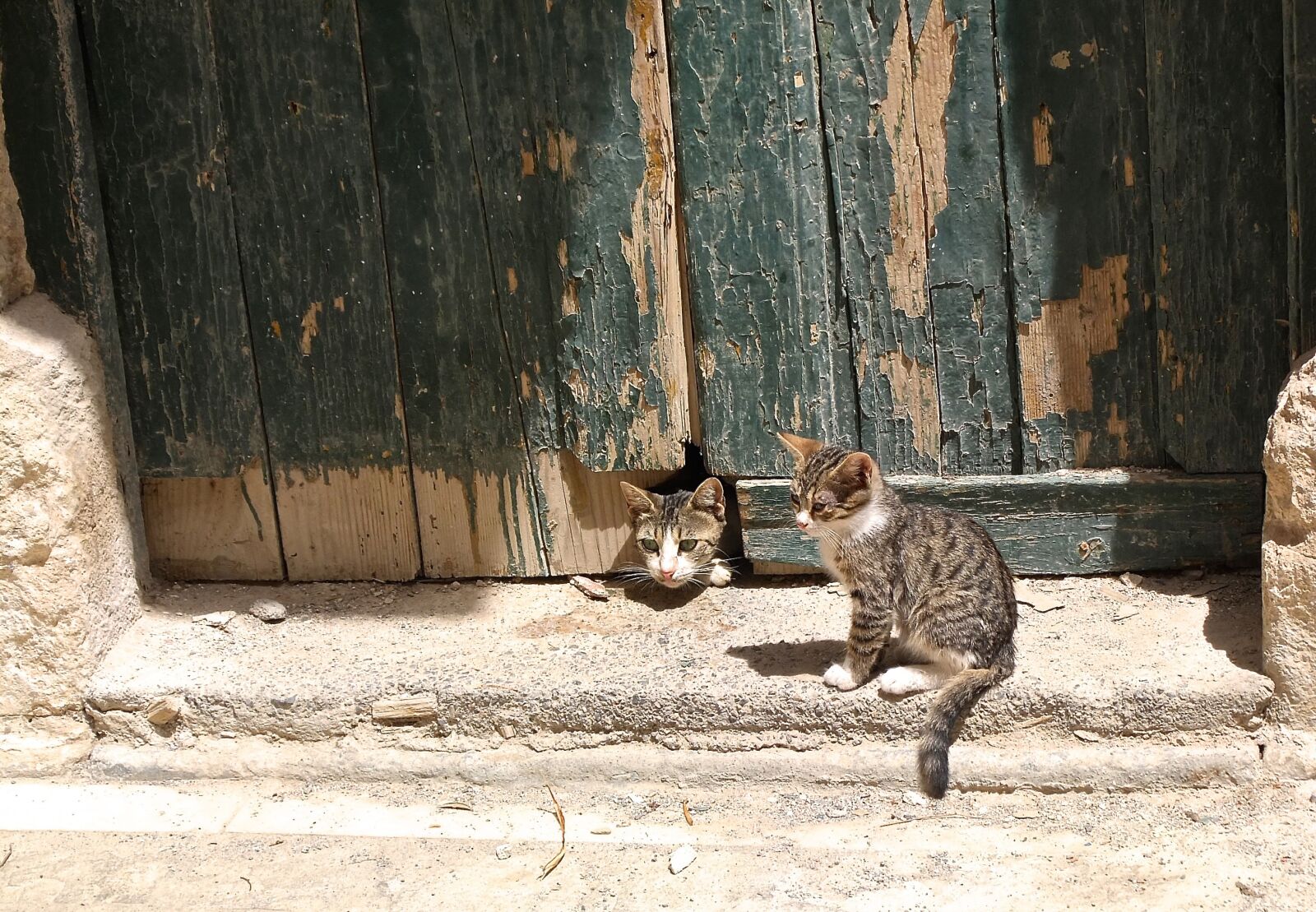 Fujifilm XF1 sample photo. Cat, play, sun photography