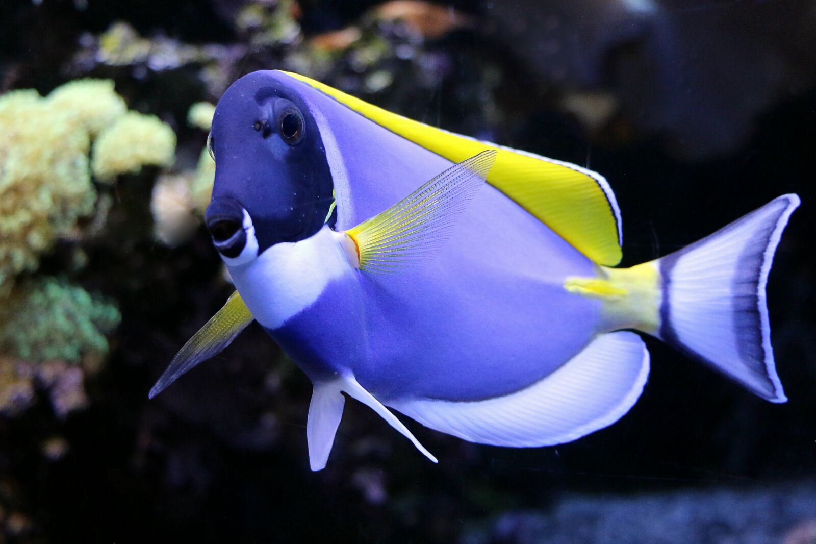 Canon EOS 70D sample photo. Wei kehl doctor fish photography