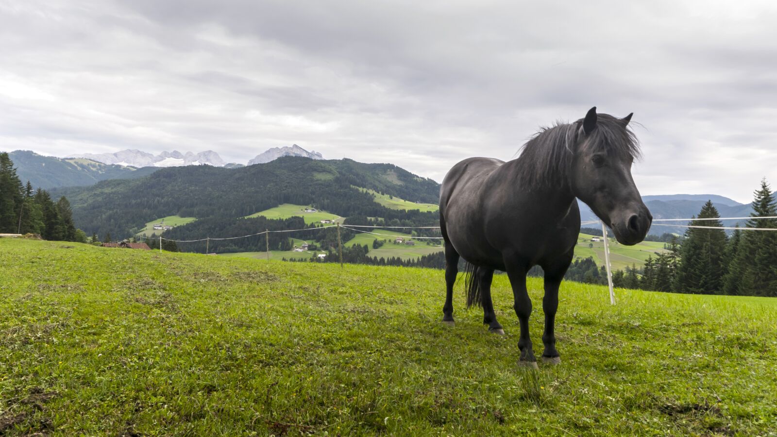 Nikon D3300 sample photo. Alps, mountains, horse photography
